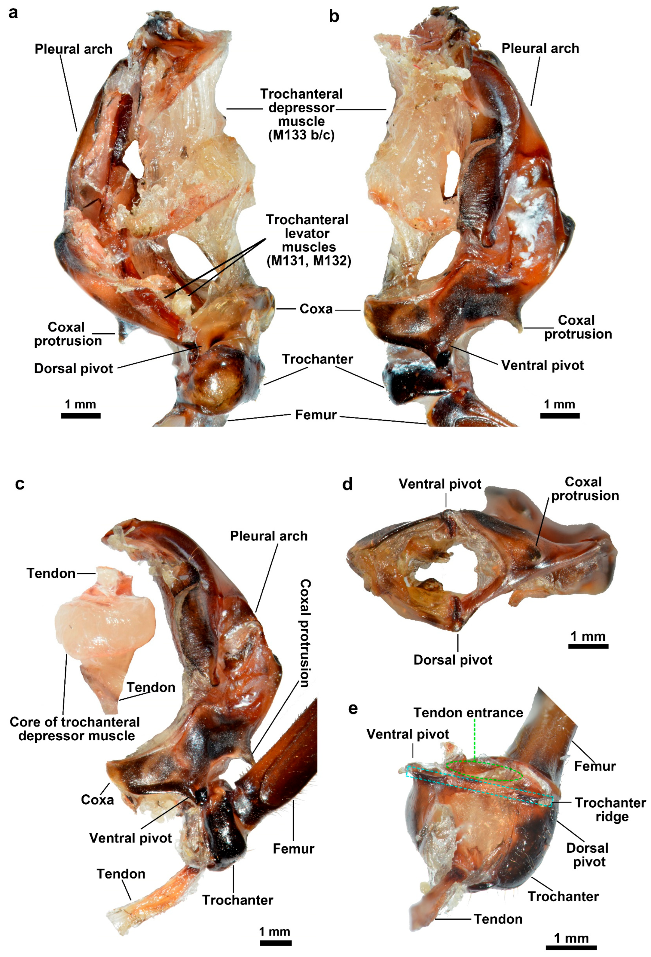 Biomimetics 10 00444 g004
