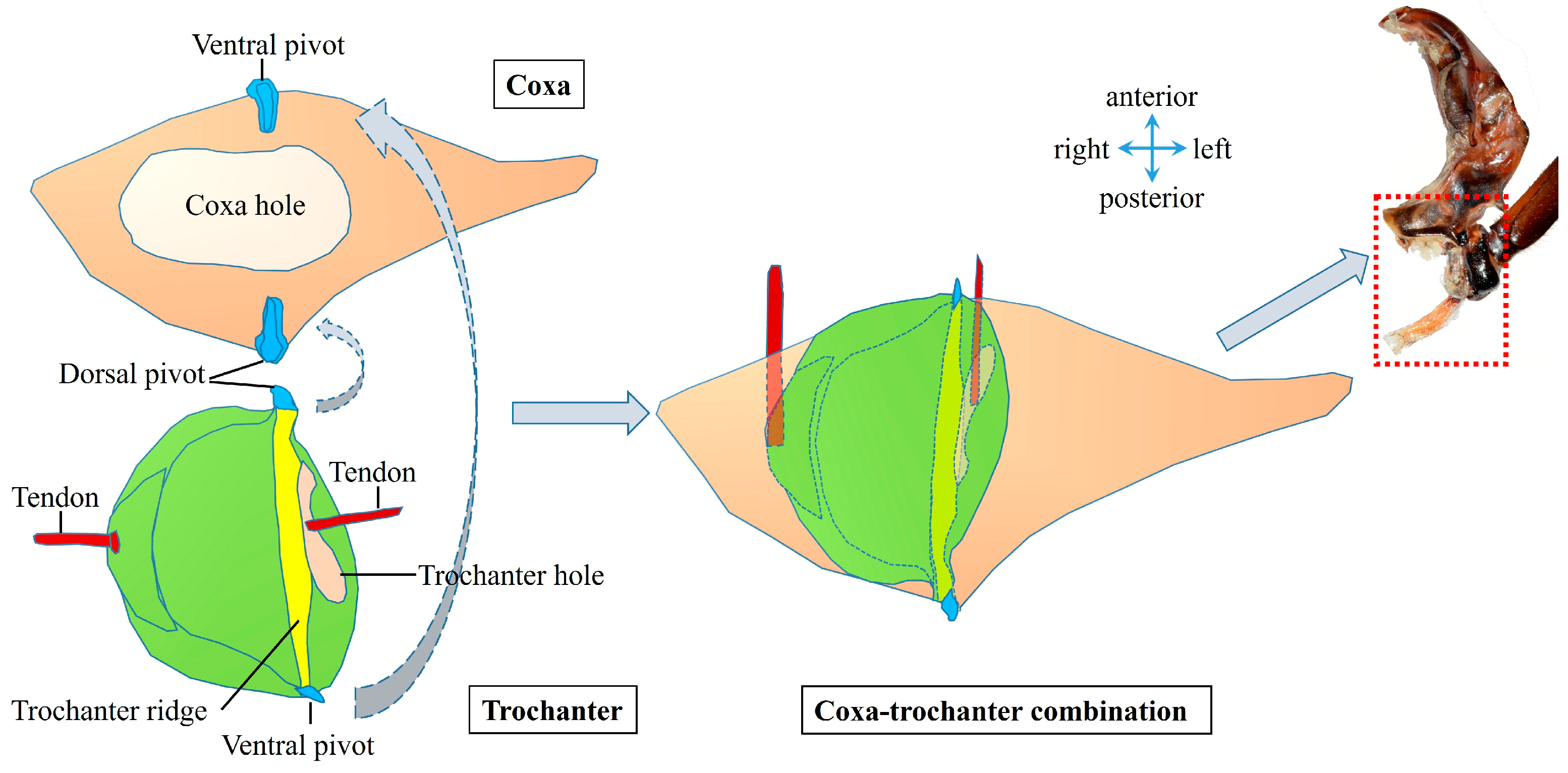 Biomimetics 10 00444 g006