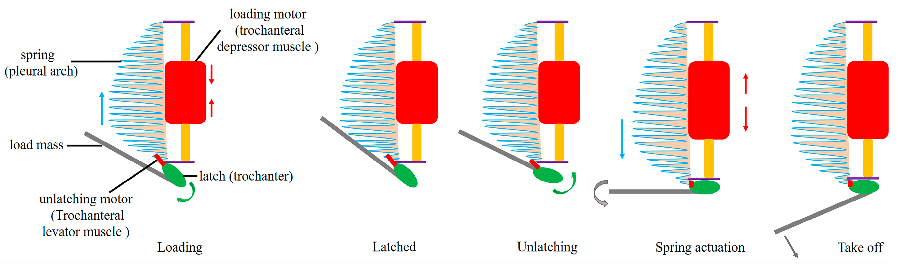 Biomimetics 10 00444 g011