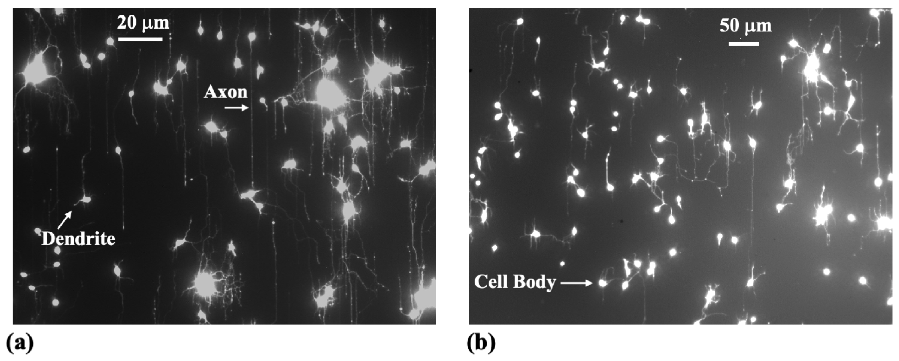 Biomimetics 10 00456 g003