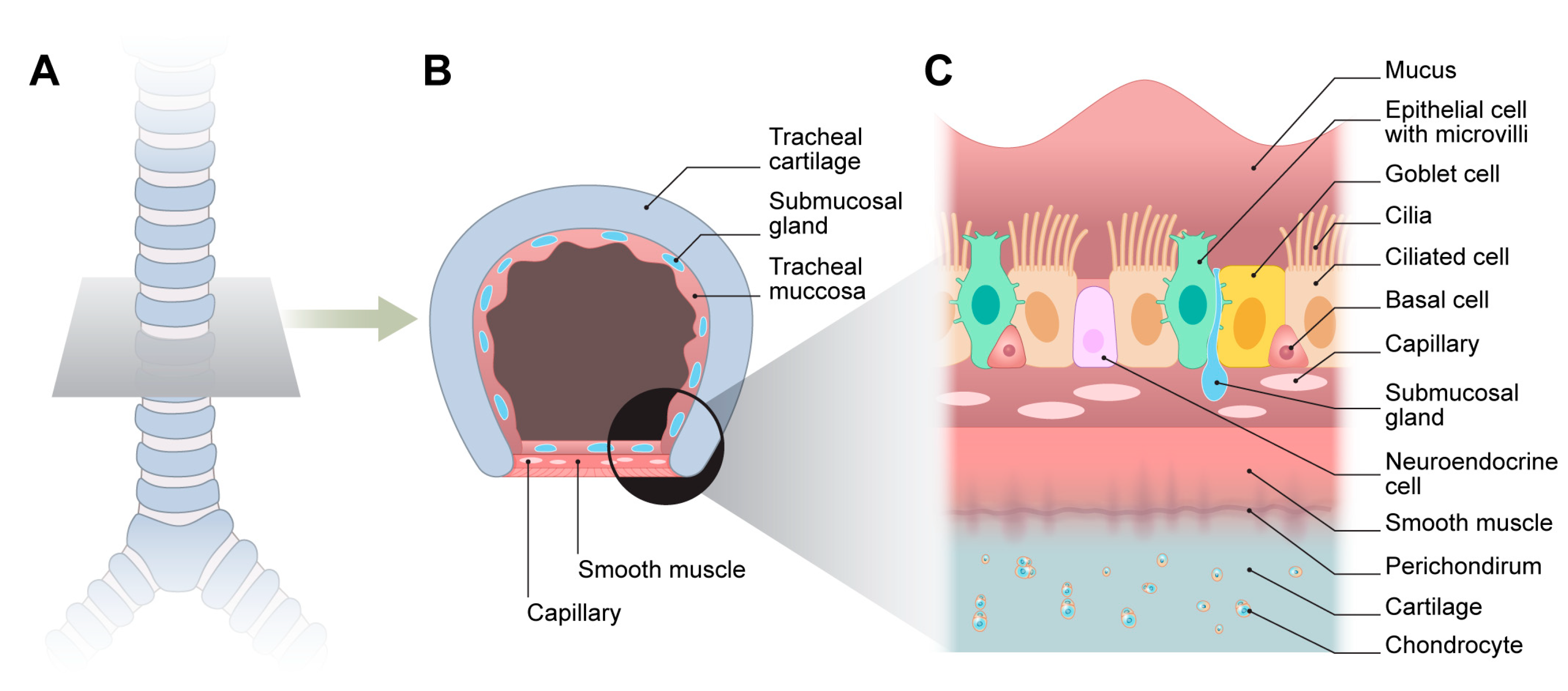 Biomimetics 10 00457 g002 Biomimetics 10 00457 g002