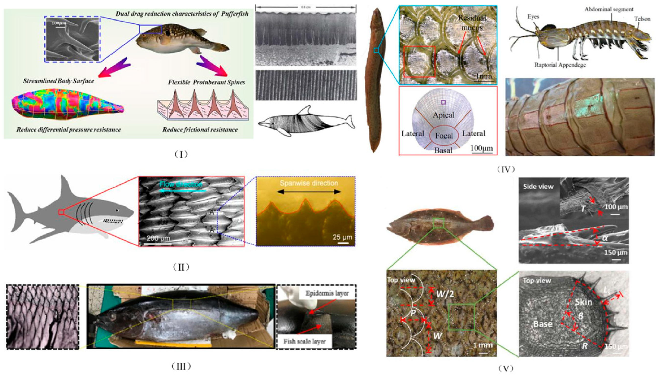 Biomimetics 10 00470 g002