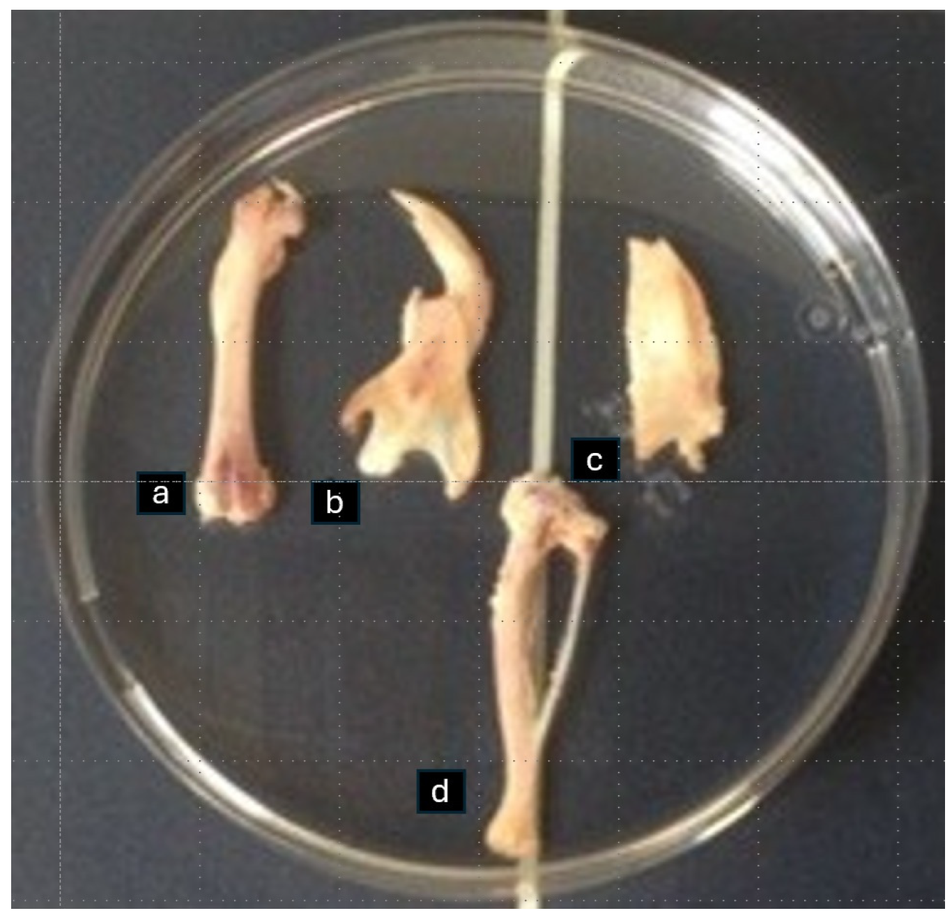 Biomimetics 10 00474 g001