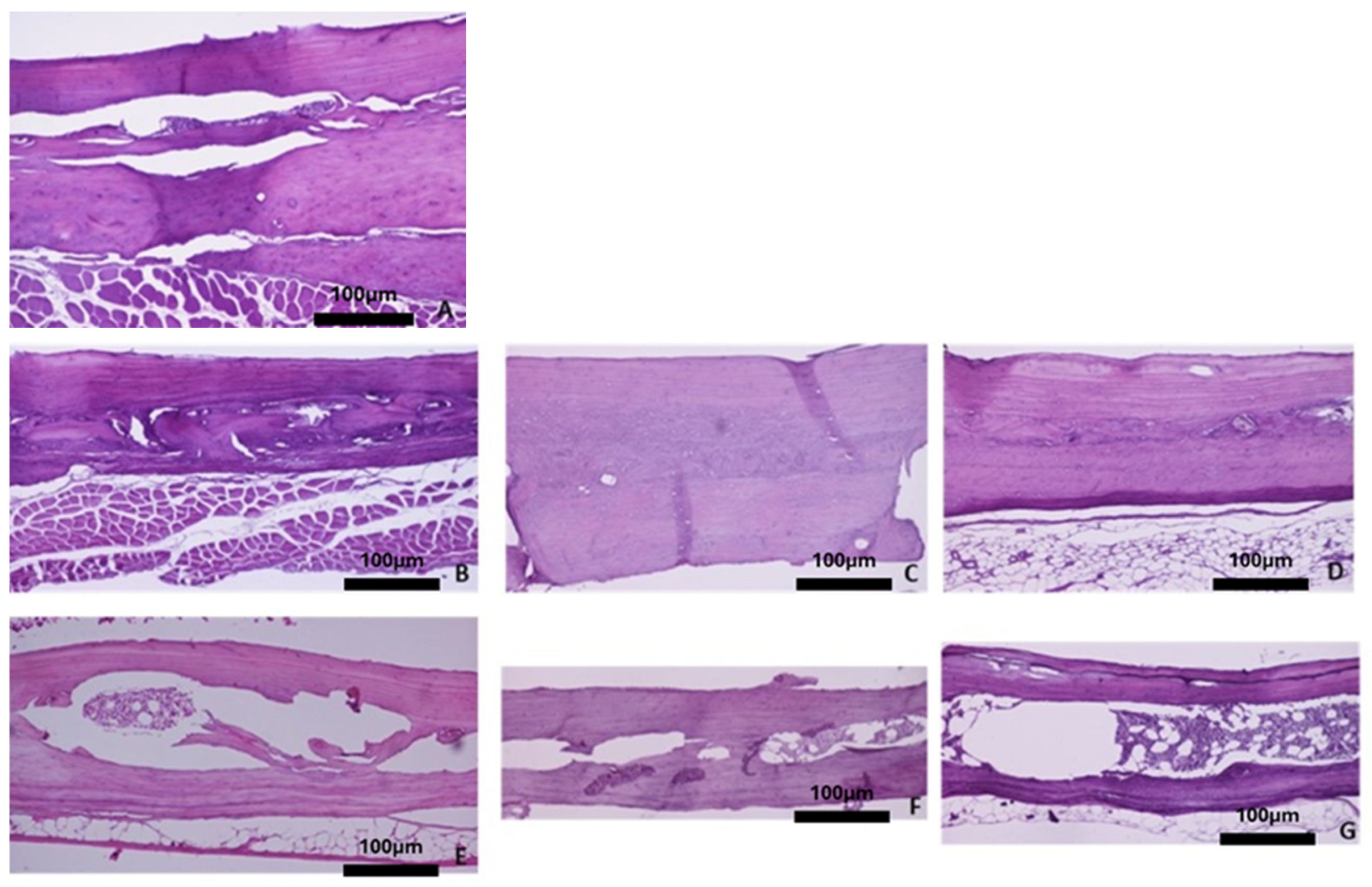 Biomimetics 10 00474 g007