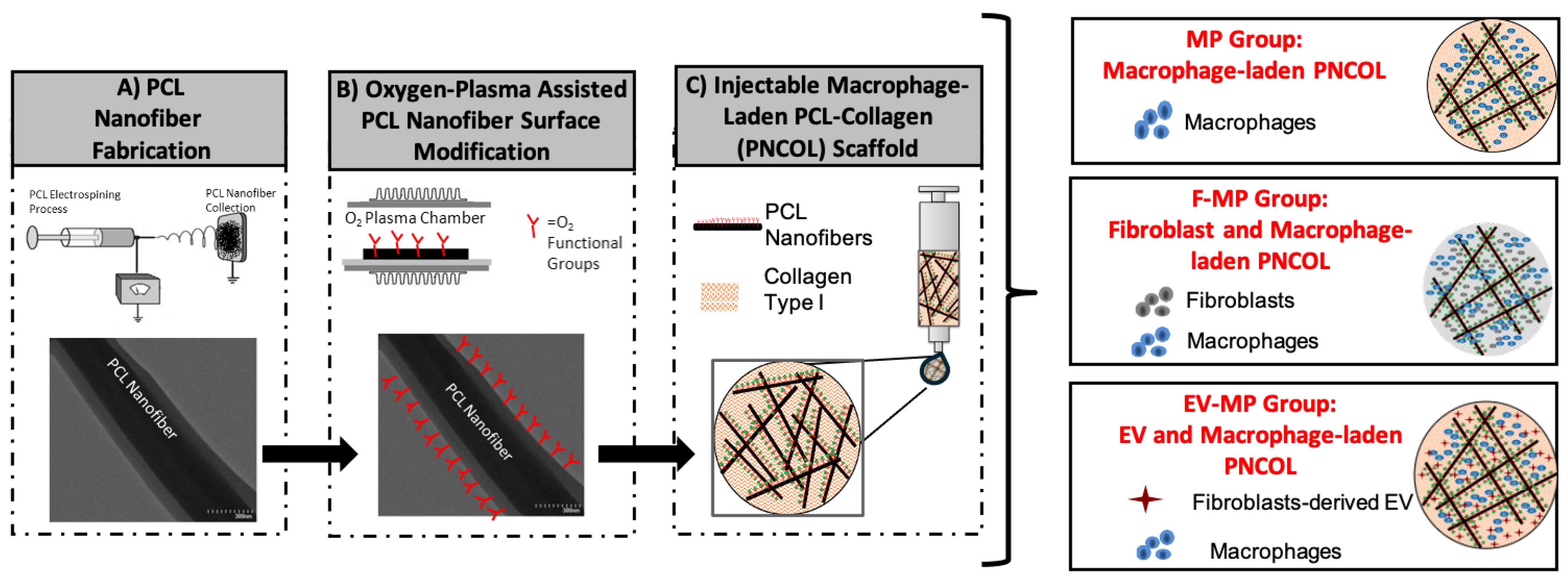 Biomimetics 10 00484 g001