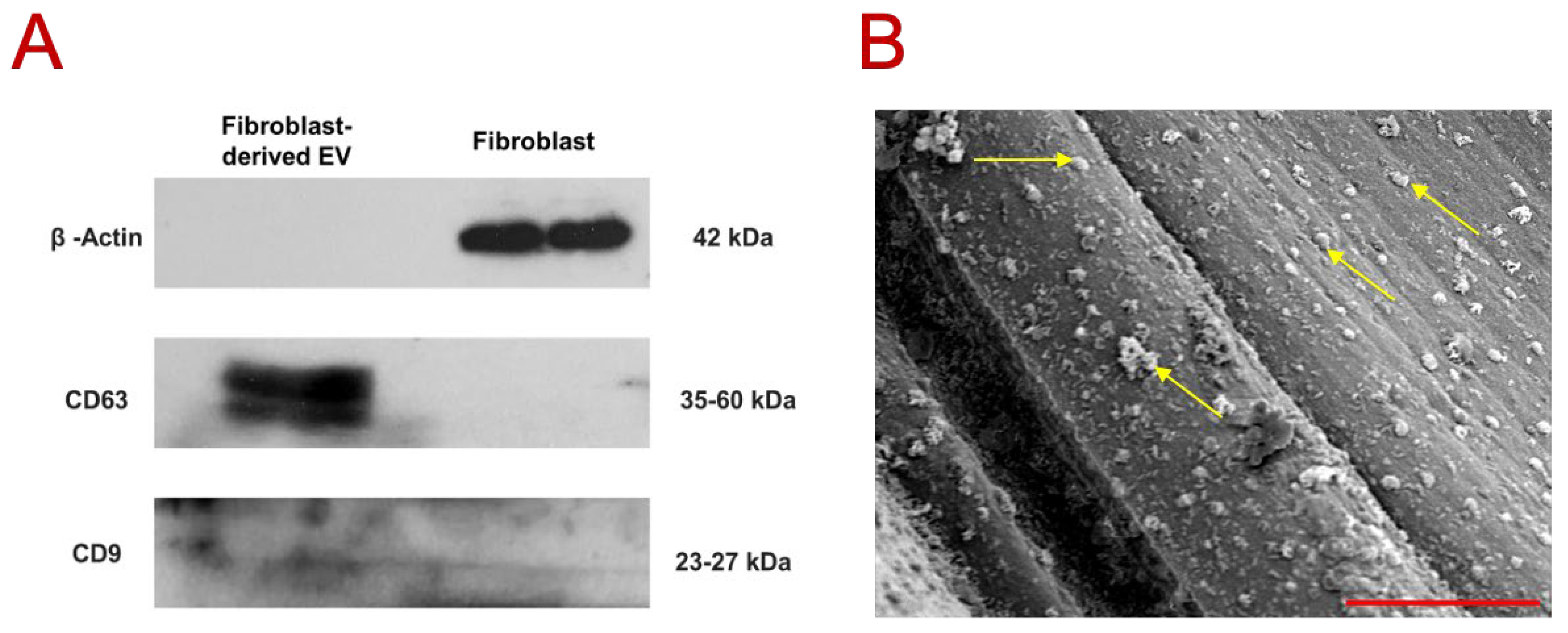 Biomimetics 10 00484 g002