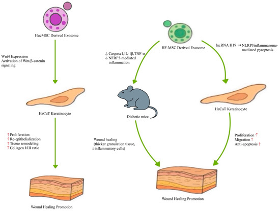 ハム Therapeutic Potential of Stem Cell-Derived Exosomes in Skin