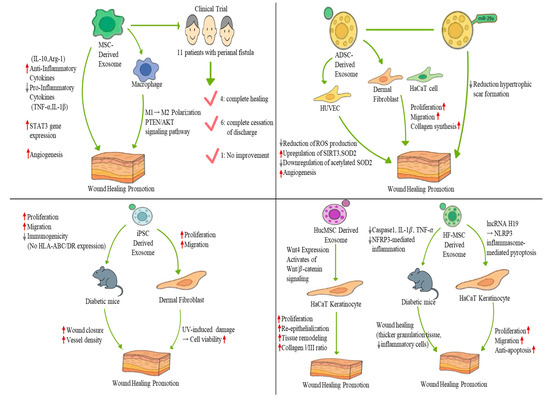NOBEL Mサイズ Interleukin 1β Regulation of the System xc− Substrate