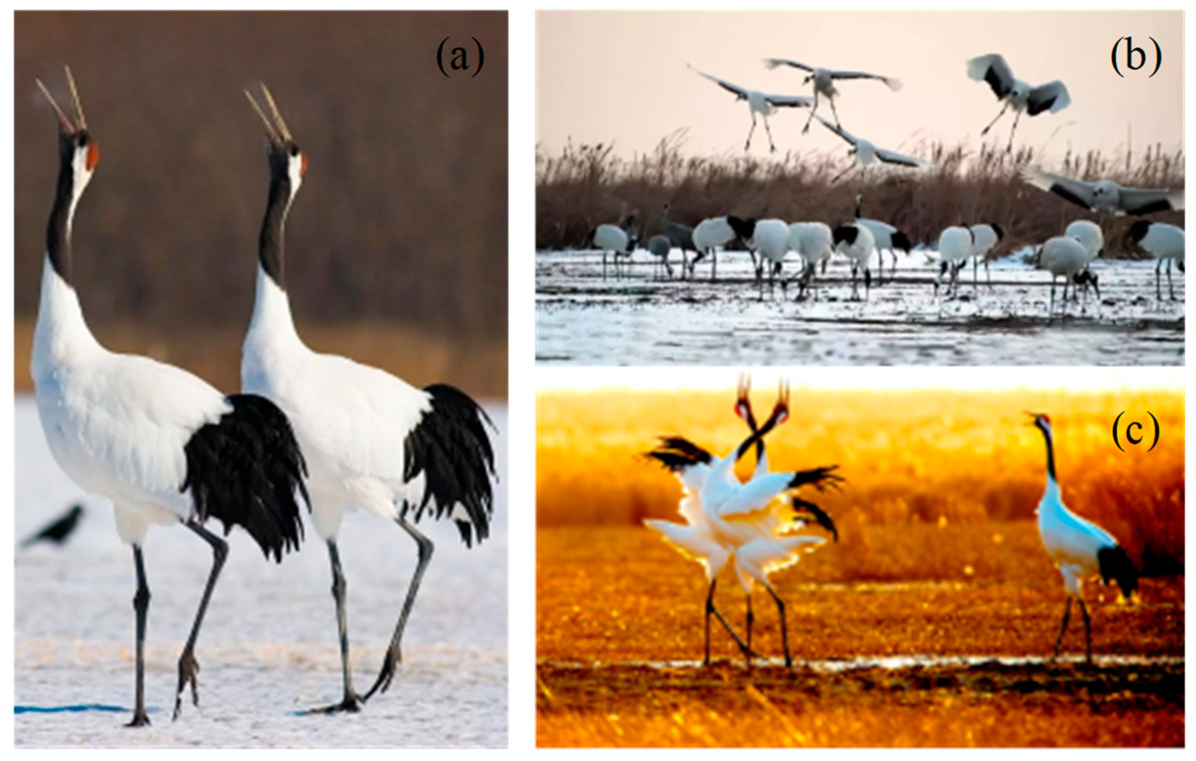 Biomimetics 10 00565 g001 Biomimetics 10 00565 g001