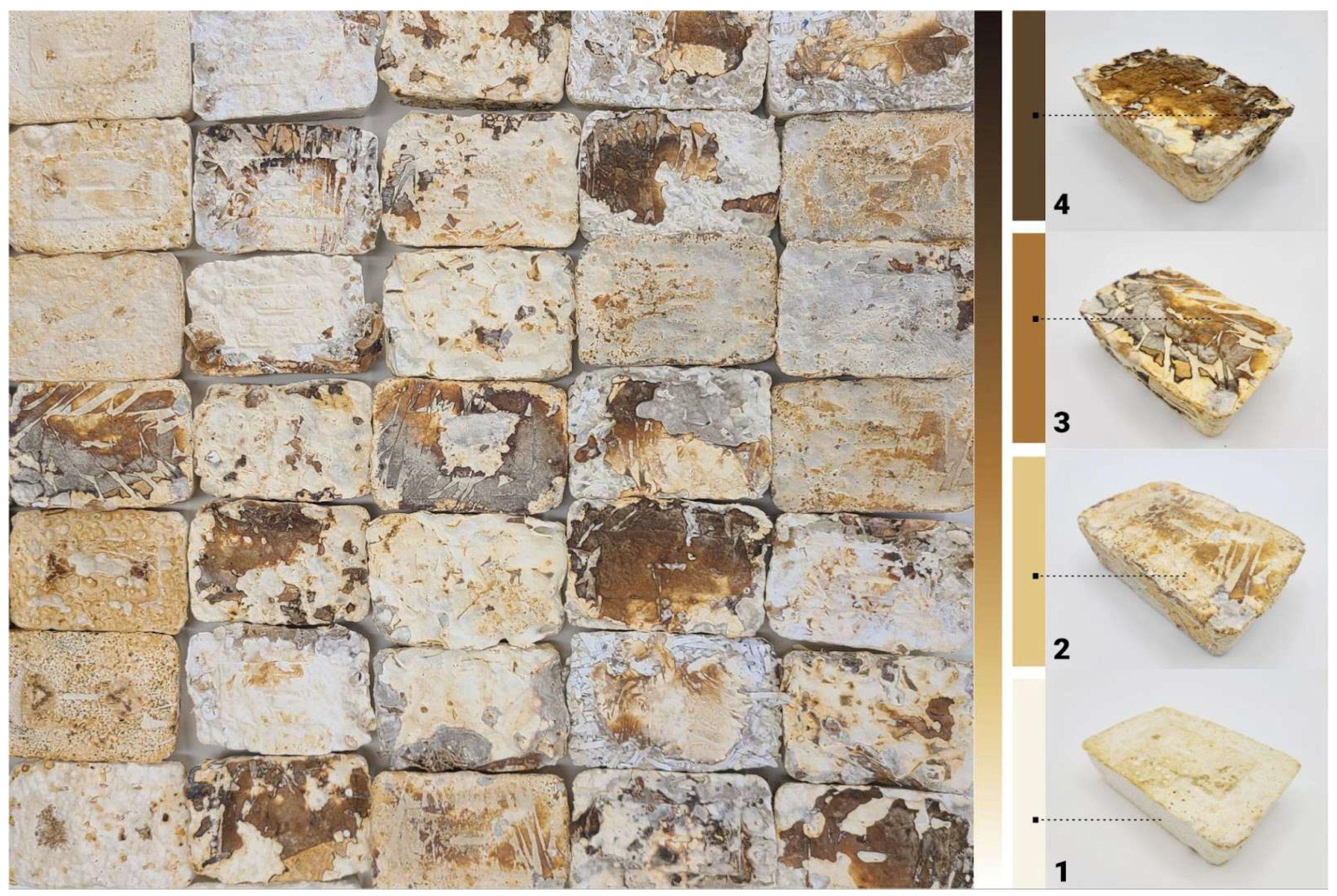 Biomimetics 10 00573 g001