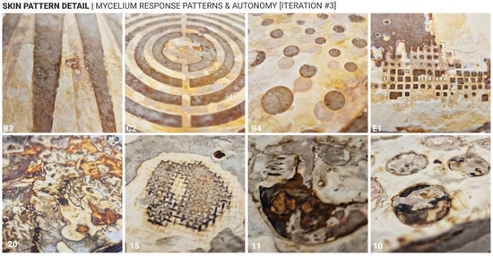 Living Textures and Mycelium Skin Co-Creation