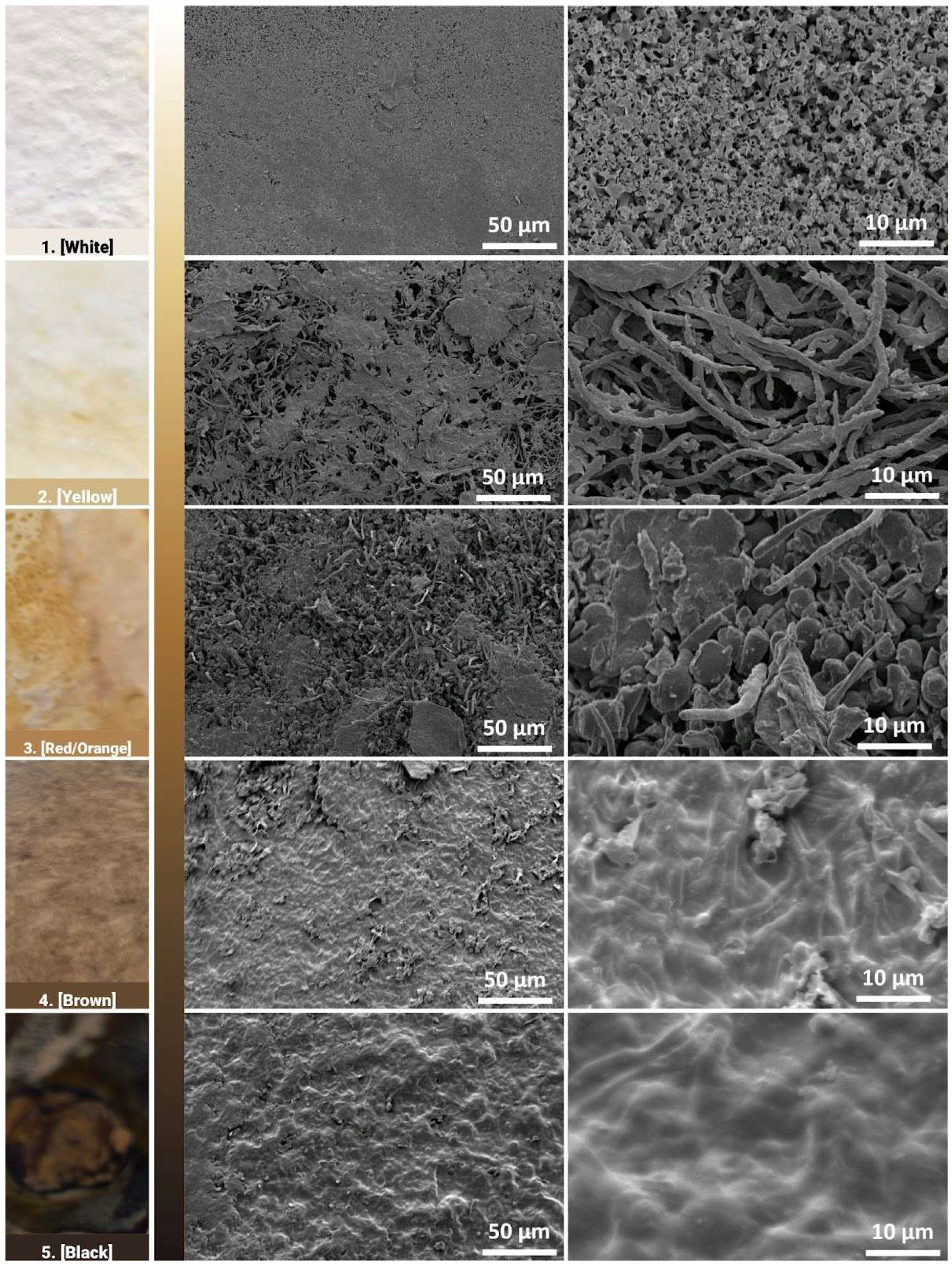 Biomimetics 10 00573 g012