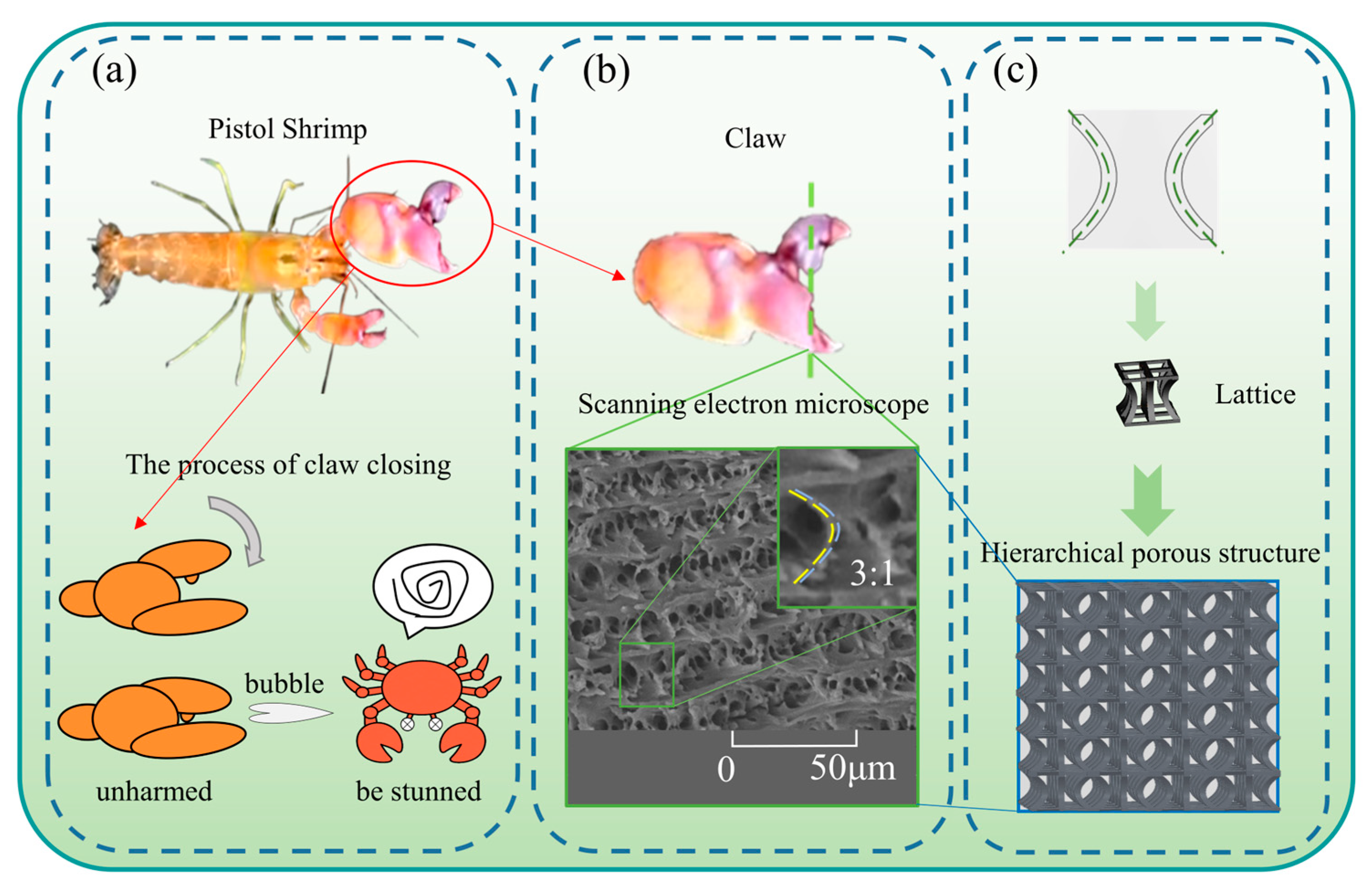 Biomimetics 10 00582 g001