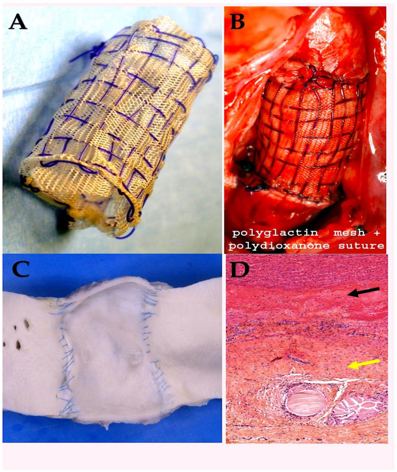 Biomimetics 10 00590 g005 Biomimetics 10 00590 g005