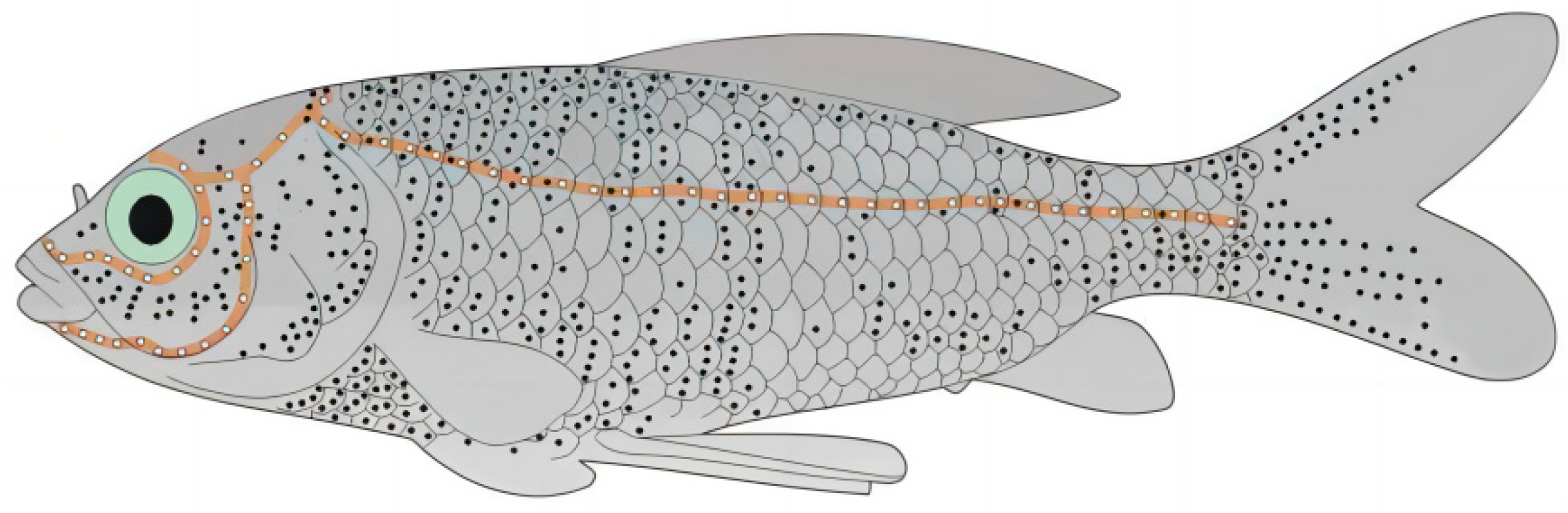 Biomimetics 10 00593 g001 Biomimetics 10 00593 g001