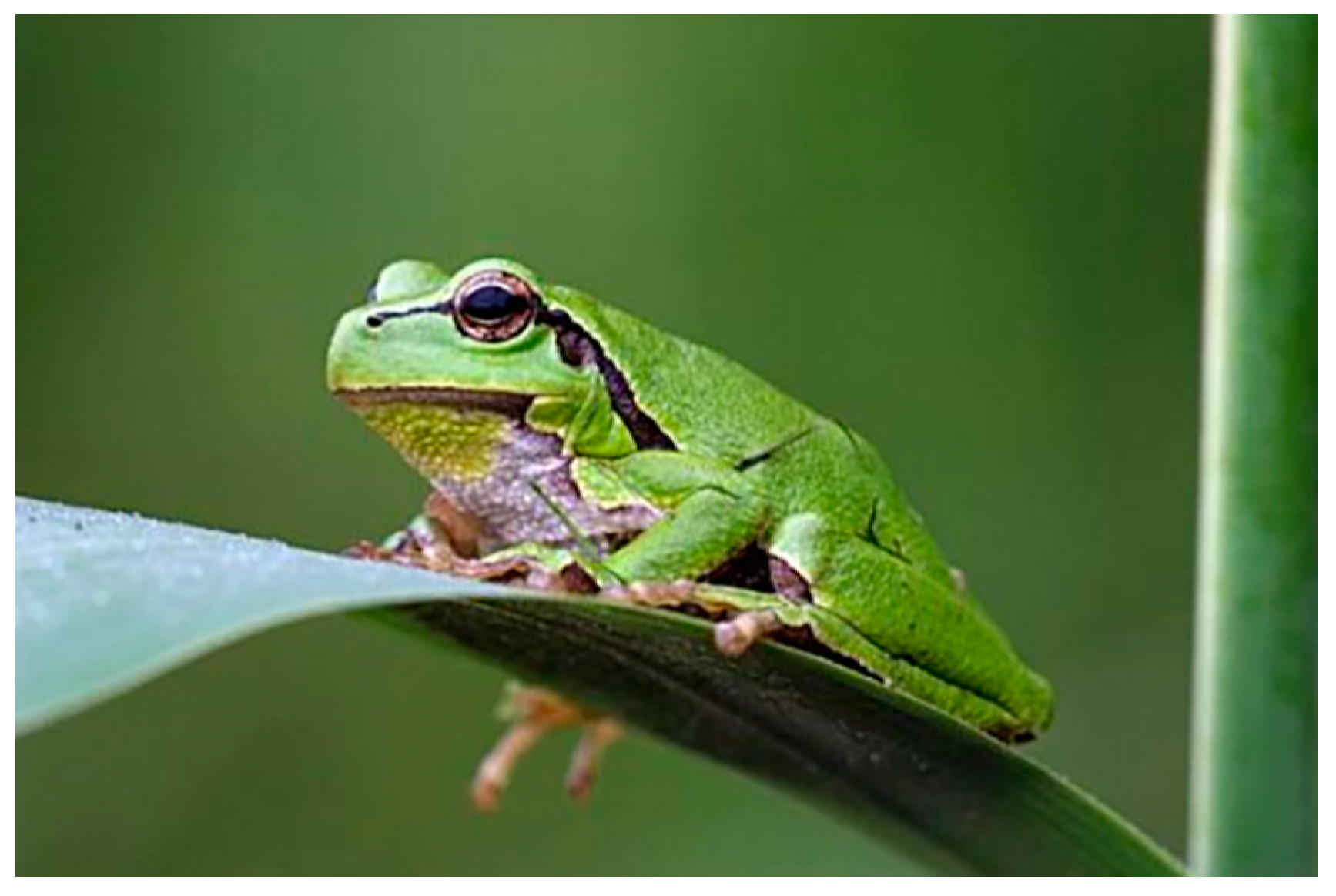 Biomimetics 10 00604 g001 Biomimetics 10 00604 g001