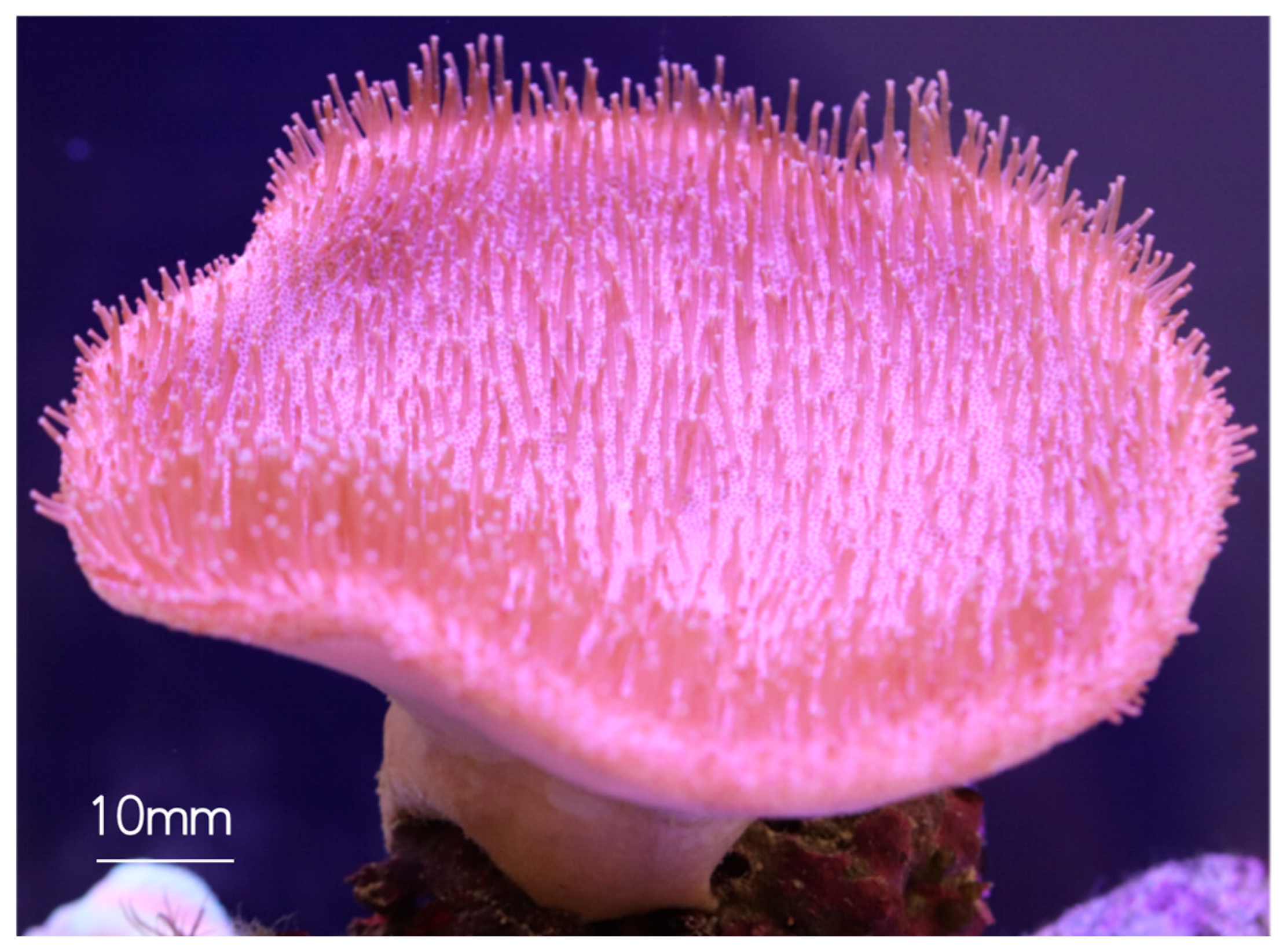 Biomimetics 10 00606 g001 Biomimetics 10 00606 g001