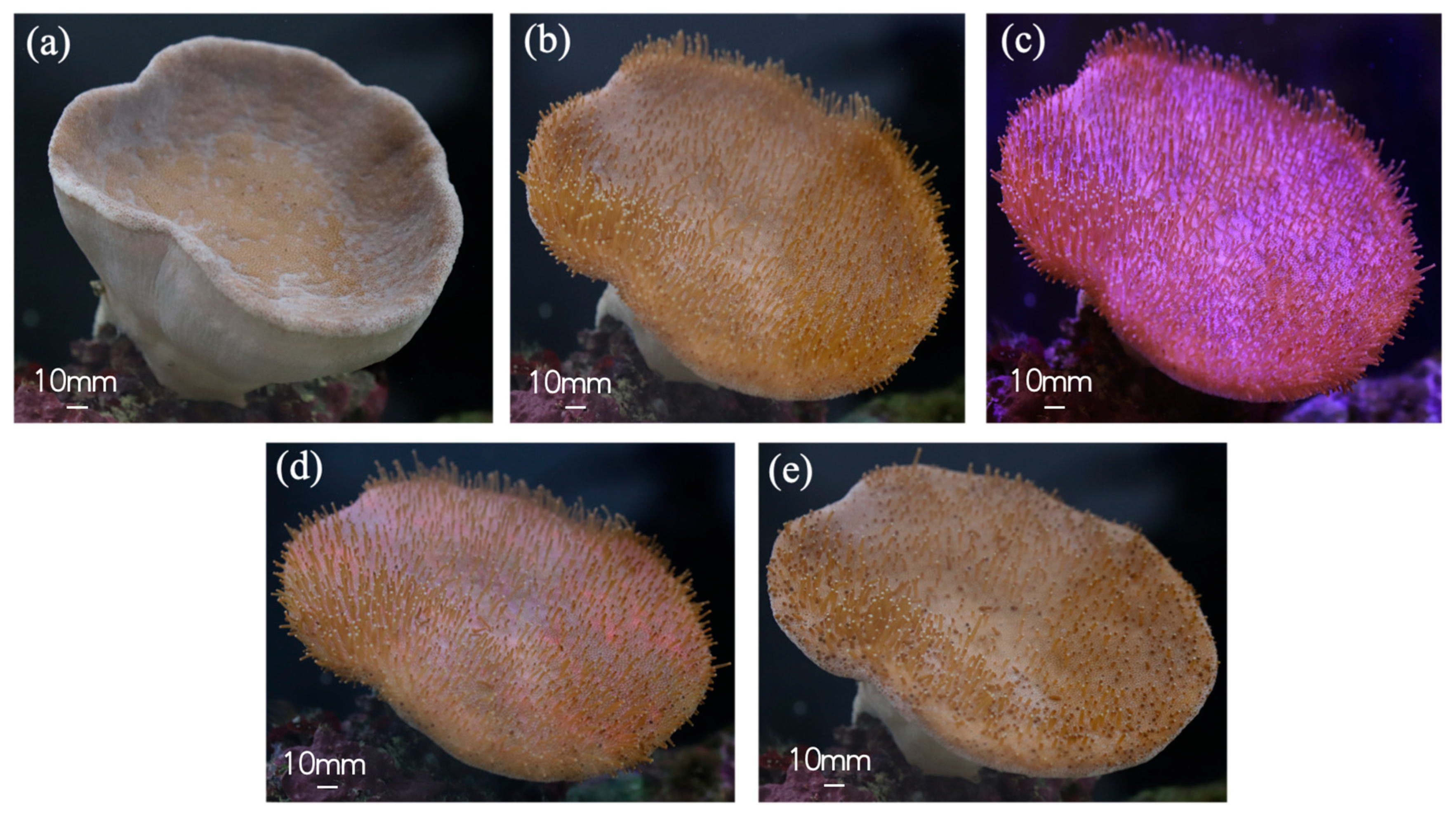 Biomimetics 10 00606 g002 Biomimetics 10 00606 g002