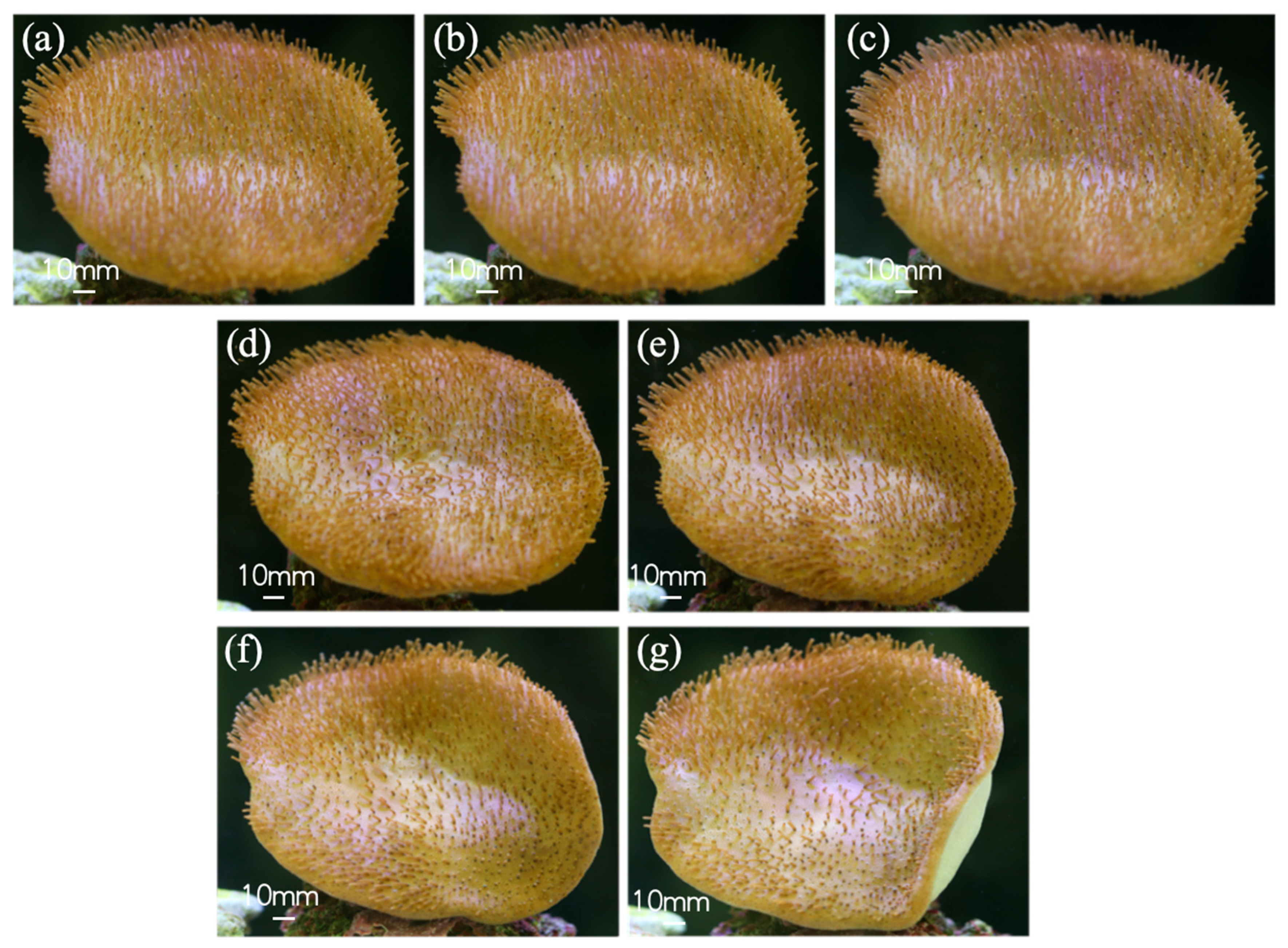 Biomimetics 10 00606 g004 Biomimetics 10 00606 g004