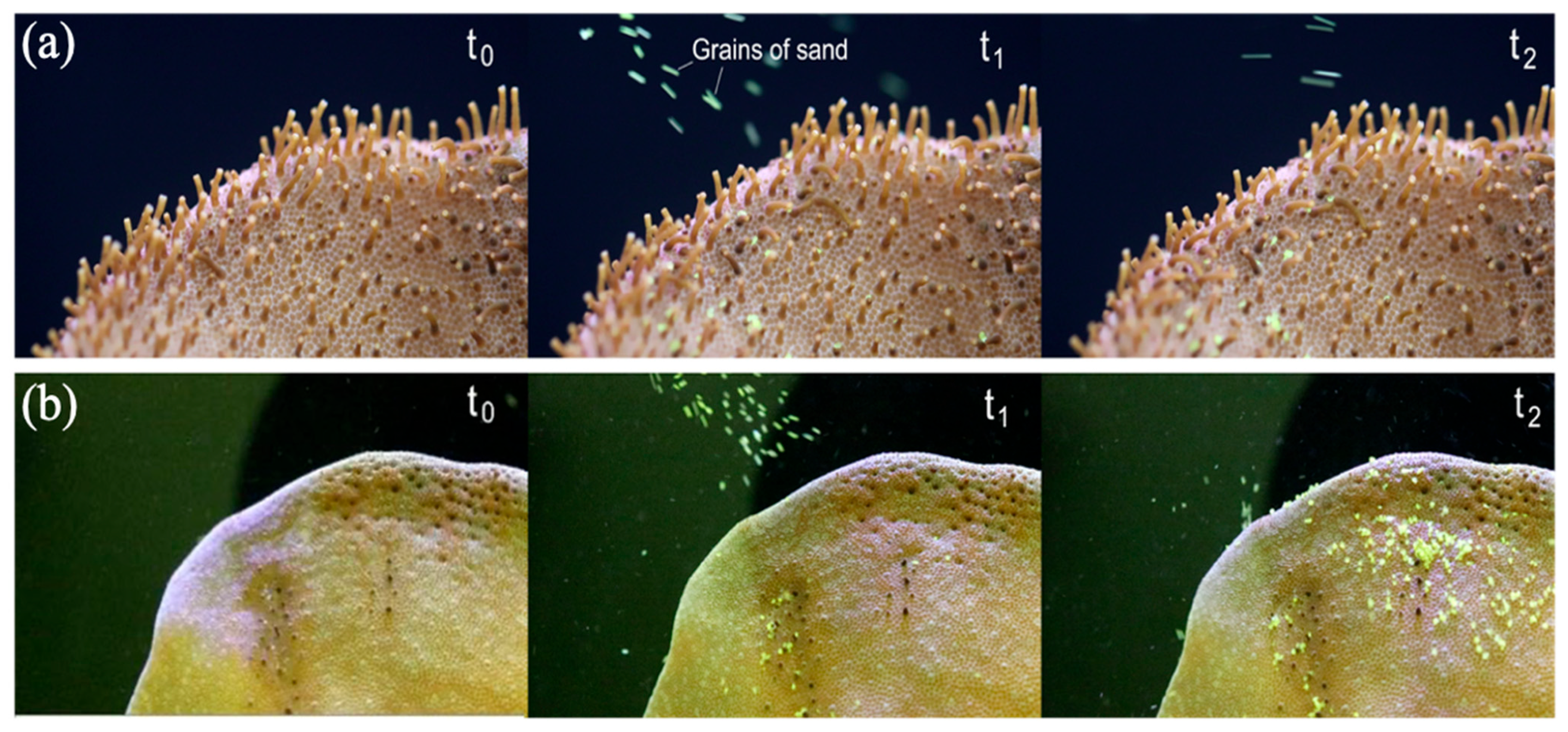 Biomimetics 10 00606 g006 Biomimetics 10 00606 g006