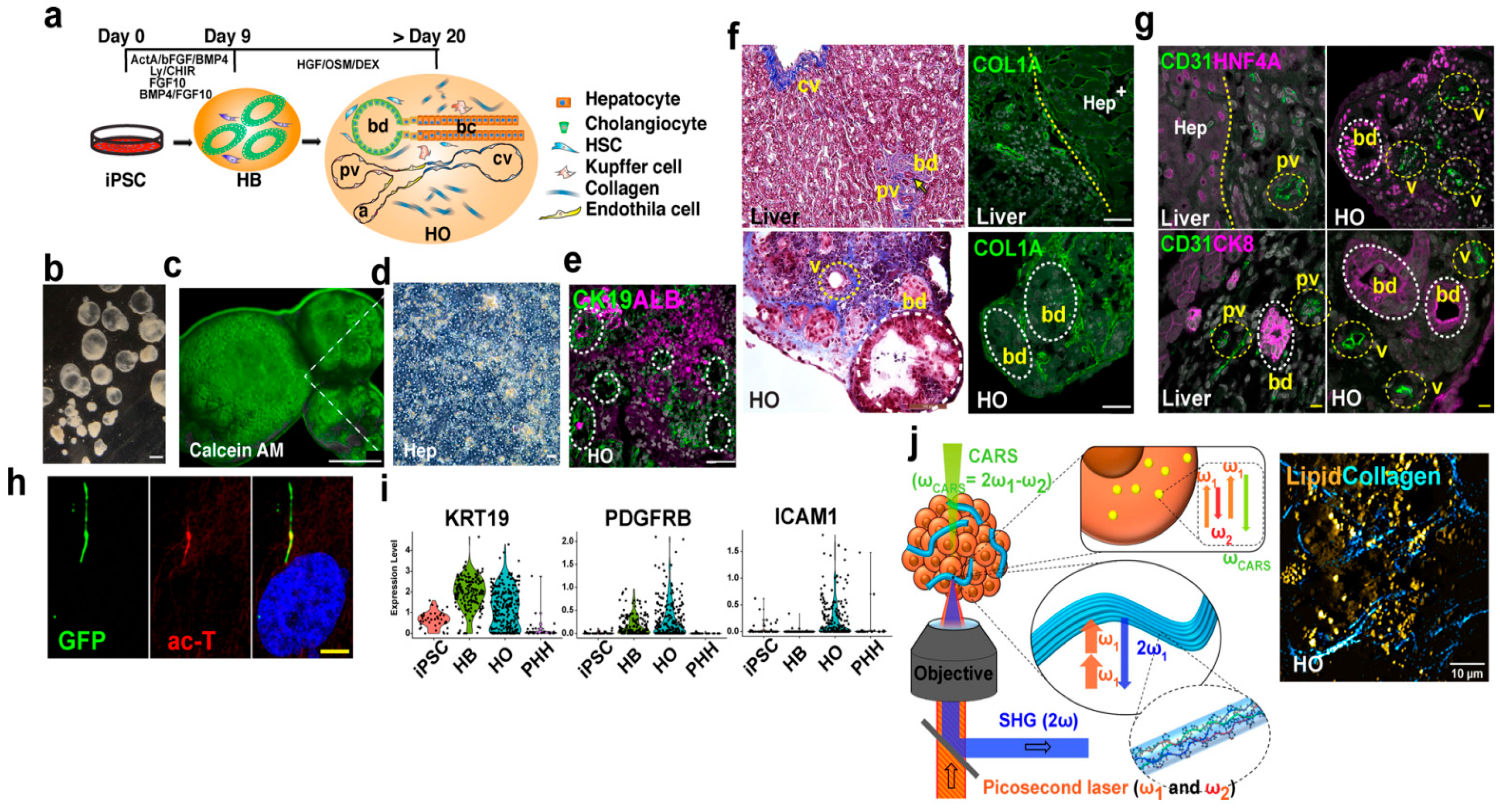 Biomimetics 10 00624 g004 Biomimetics 10 00624 g004