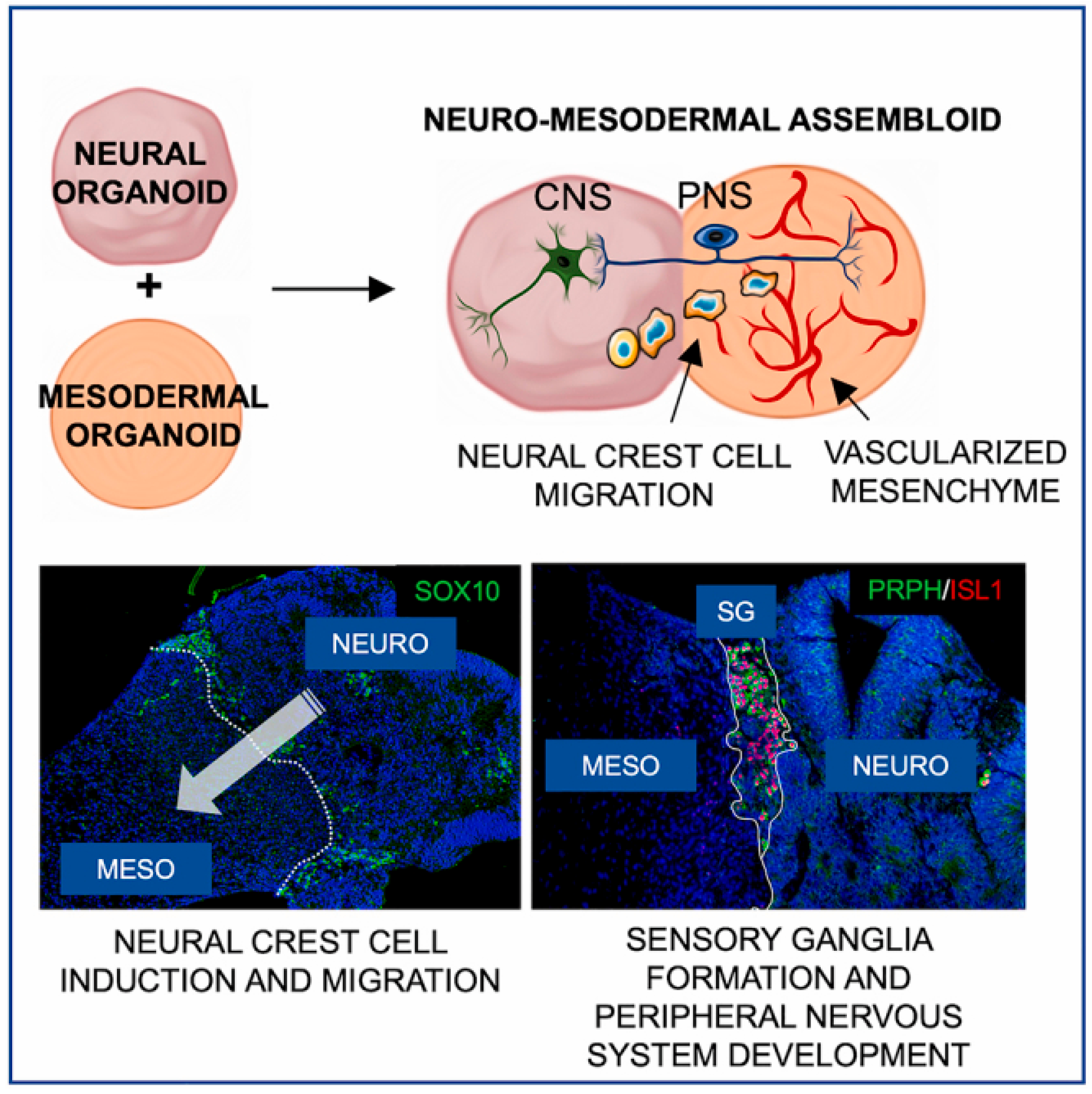 Biomimetics 10 00624 g005 Biomimetics 10 00624 g005