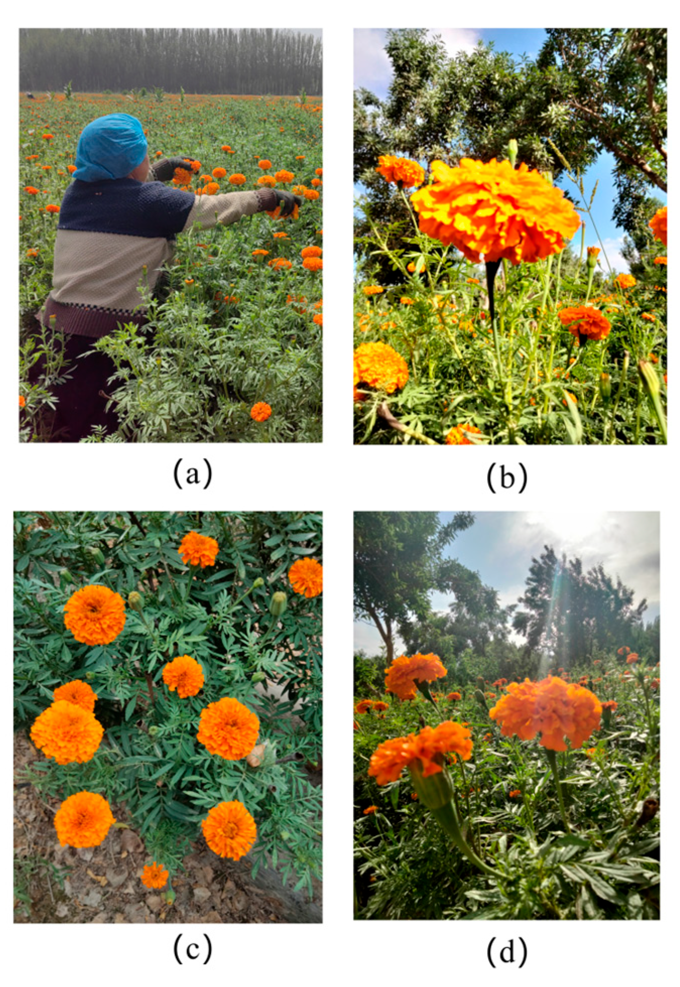 Biomimetics 10 00648 g001