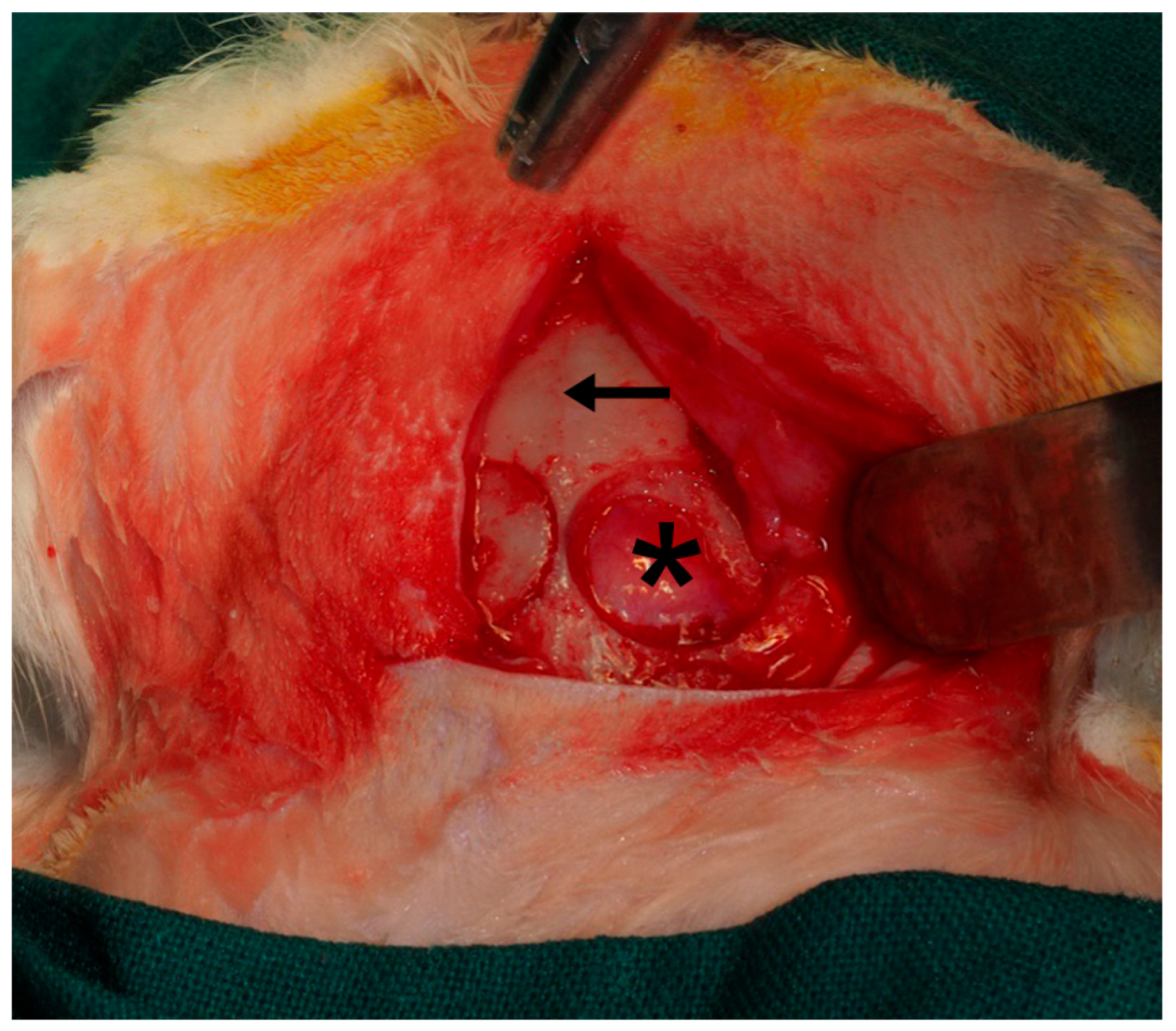 Biomimetics 10 00726 g002 Biomimetics 10 00726 g002