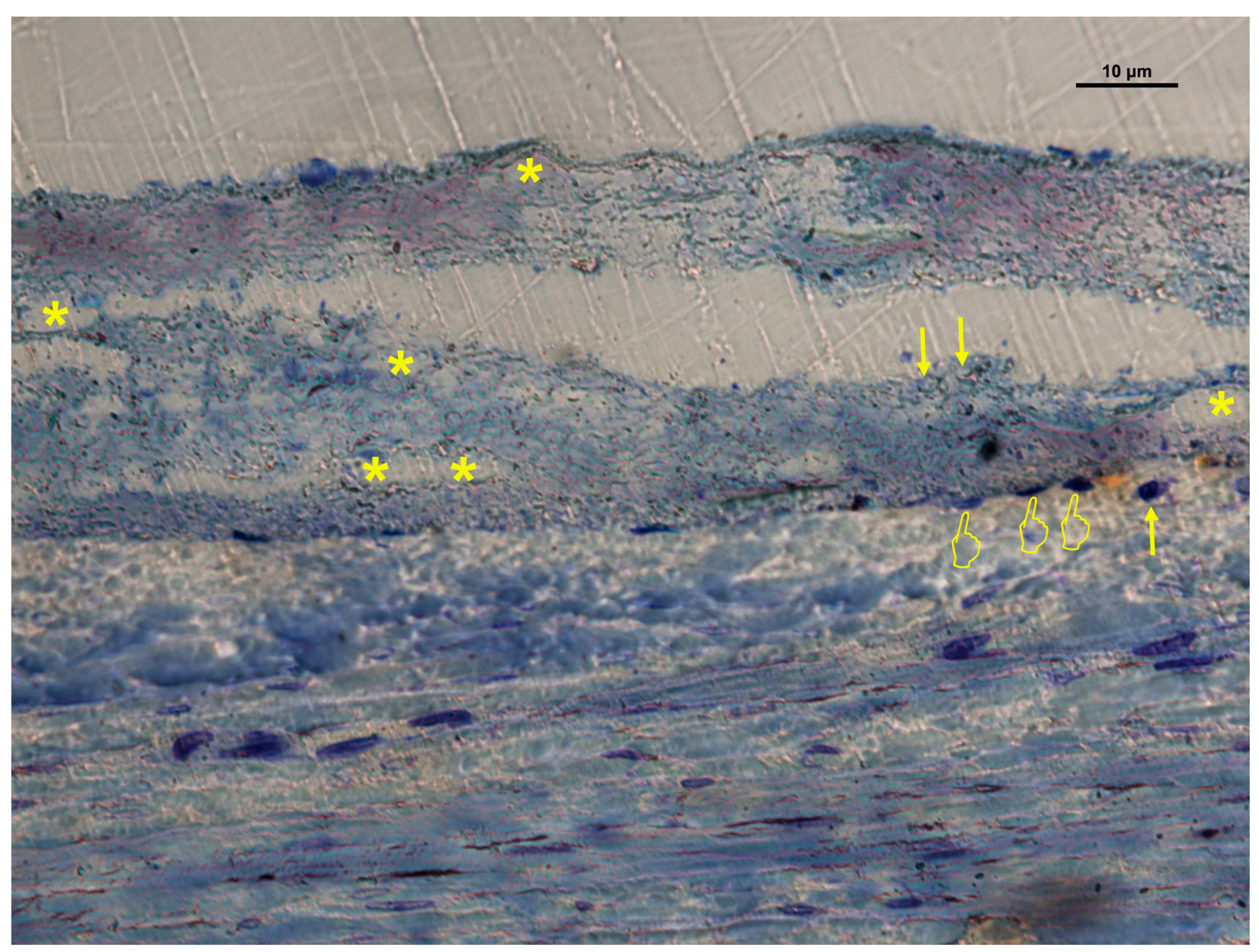 Biomimetics 10 00726 g005 Biomimetics 10 00726 g005