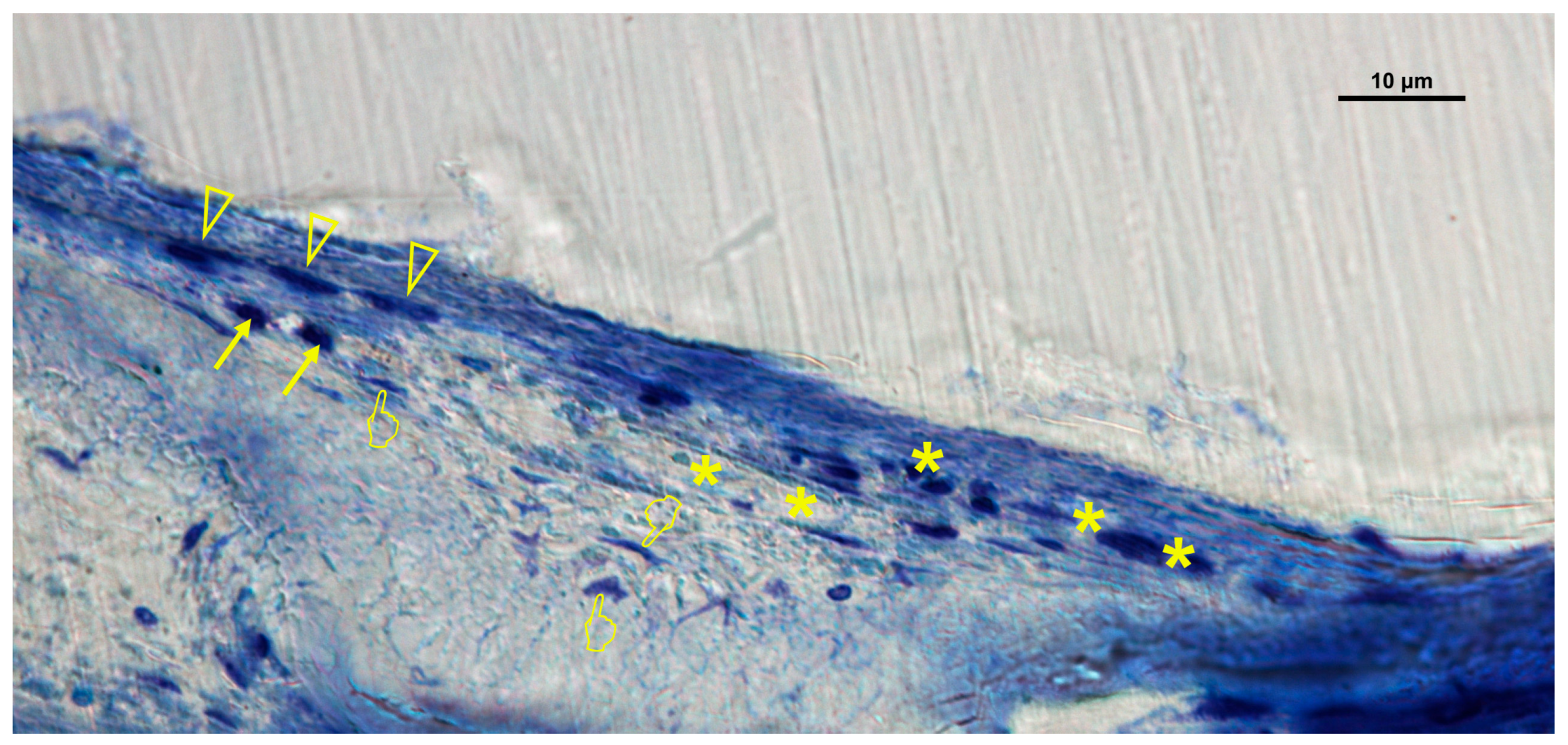 Biomimetics 10 00726 g006 Biomimetics 10 00726 g006