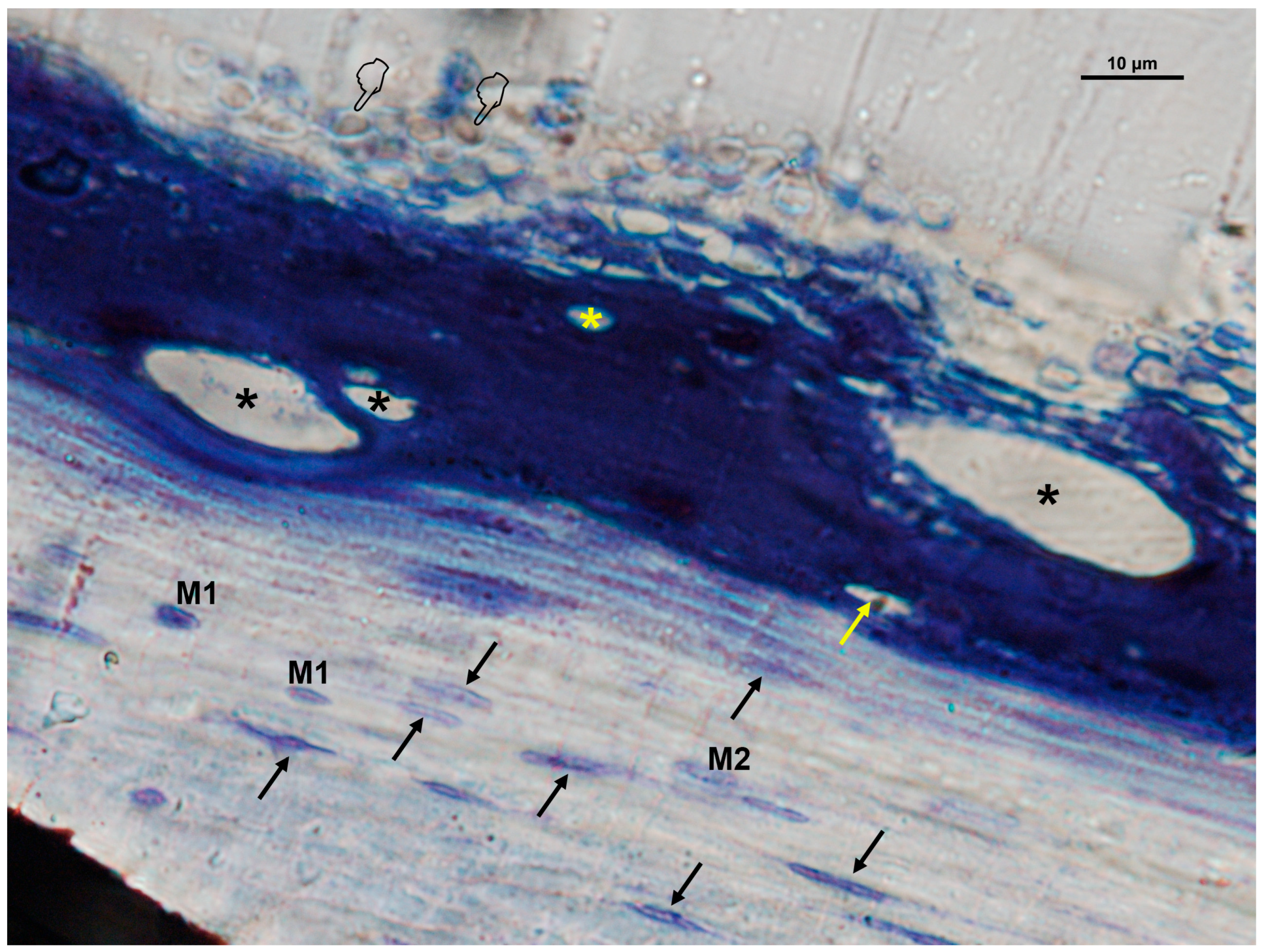 Biomimetics 10 00726 g009 Biomimetics 10 00726 g009