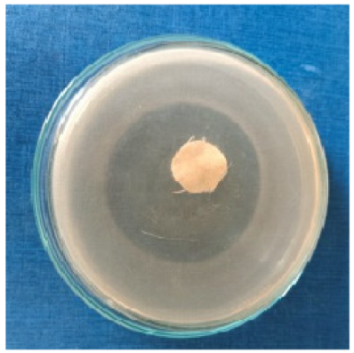 Biomimetics 10 00737 i002 Biomimetics 10 00737 i002