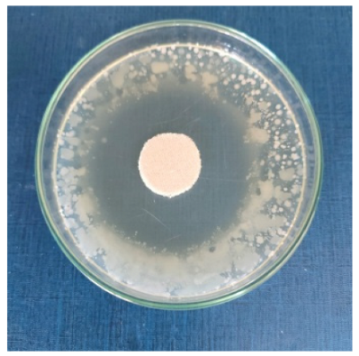 Biomimetics 10 00737 i007 Biomimetics 10 00737 i007