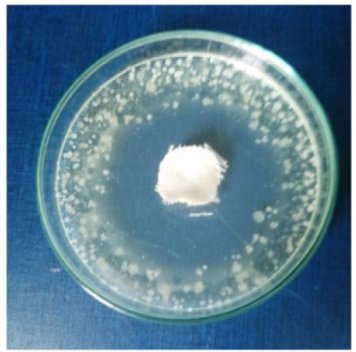 Biomimetics 10 00737 i008 Biomimetics 10 00737 i008