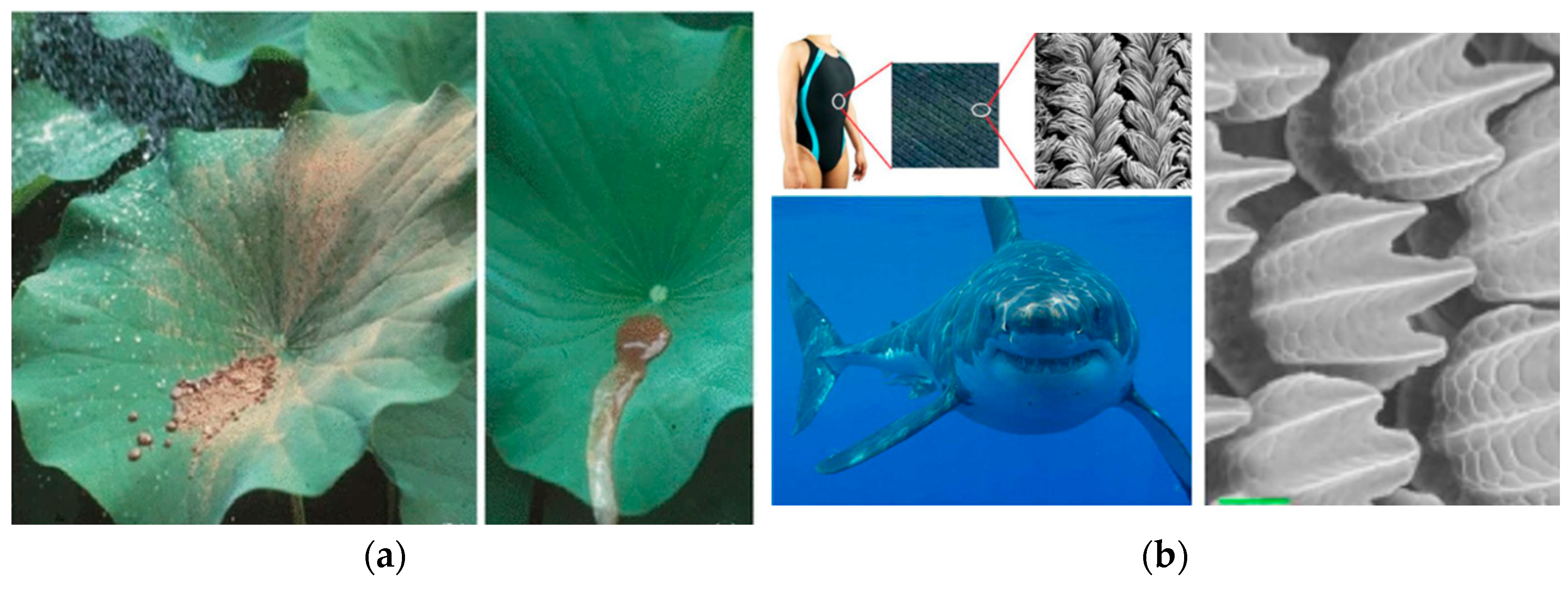 Biomimetics 10 00752 g002