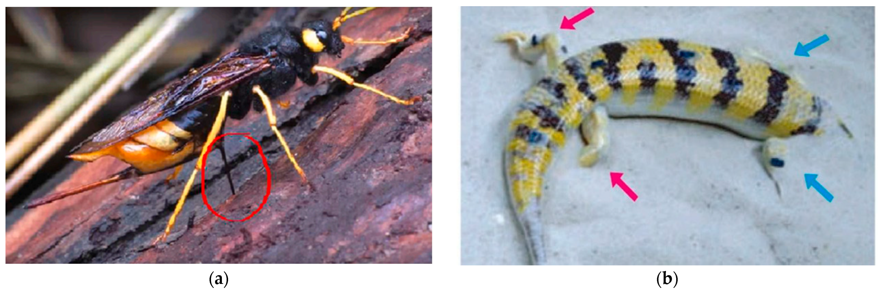 Biomimetics 10 00752 g004