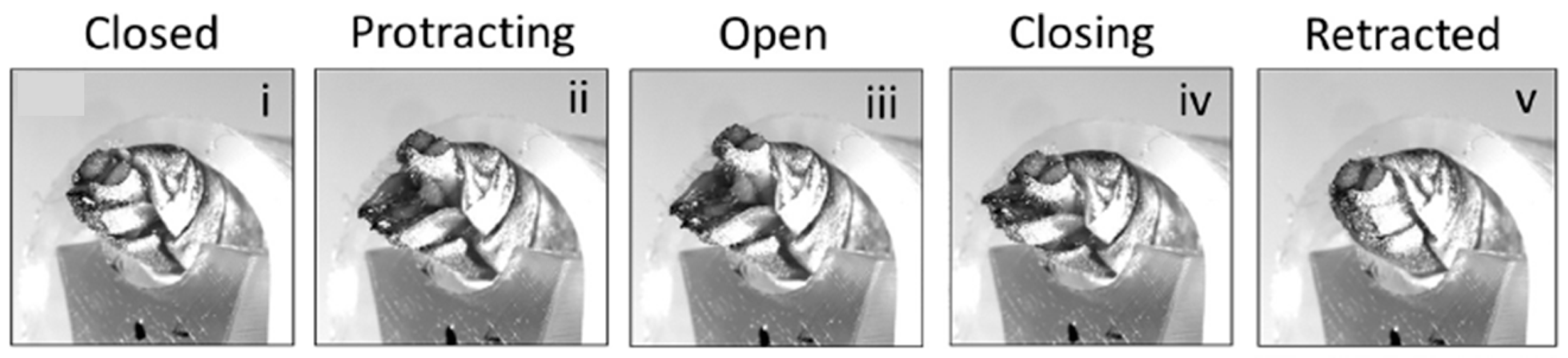 Biomimetics 10 00752 g008