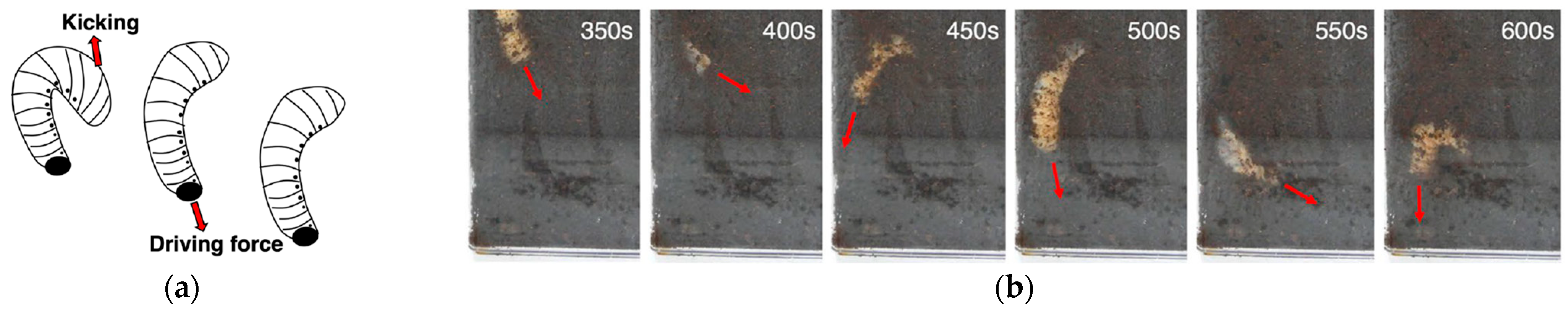 Biomimetics 10 00752 g012