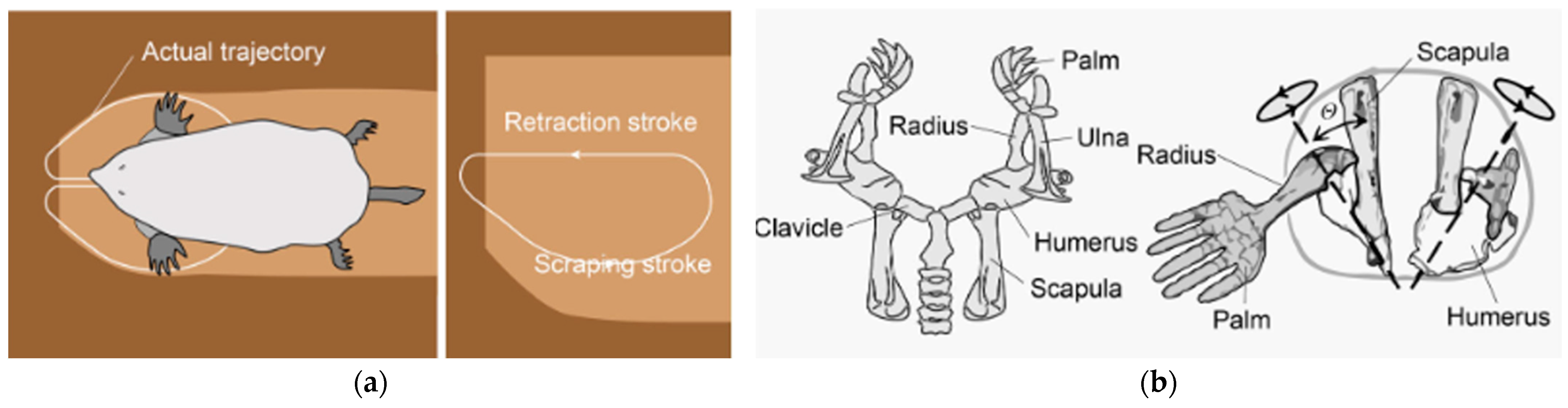 Biomimetics 10 00752 g015