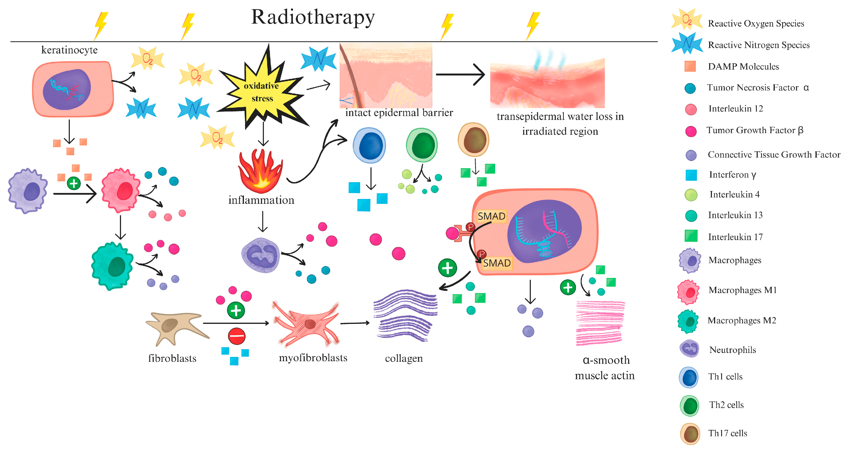 Biomimetics 10 00758 g001