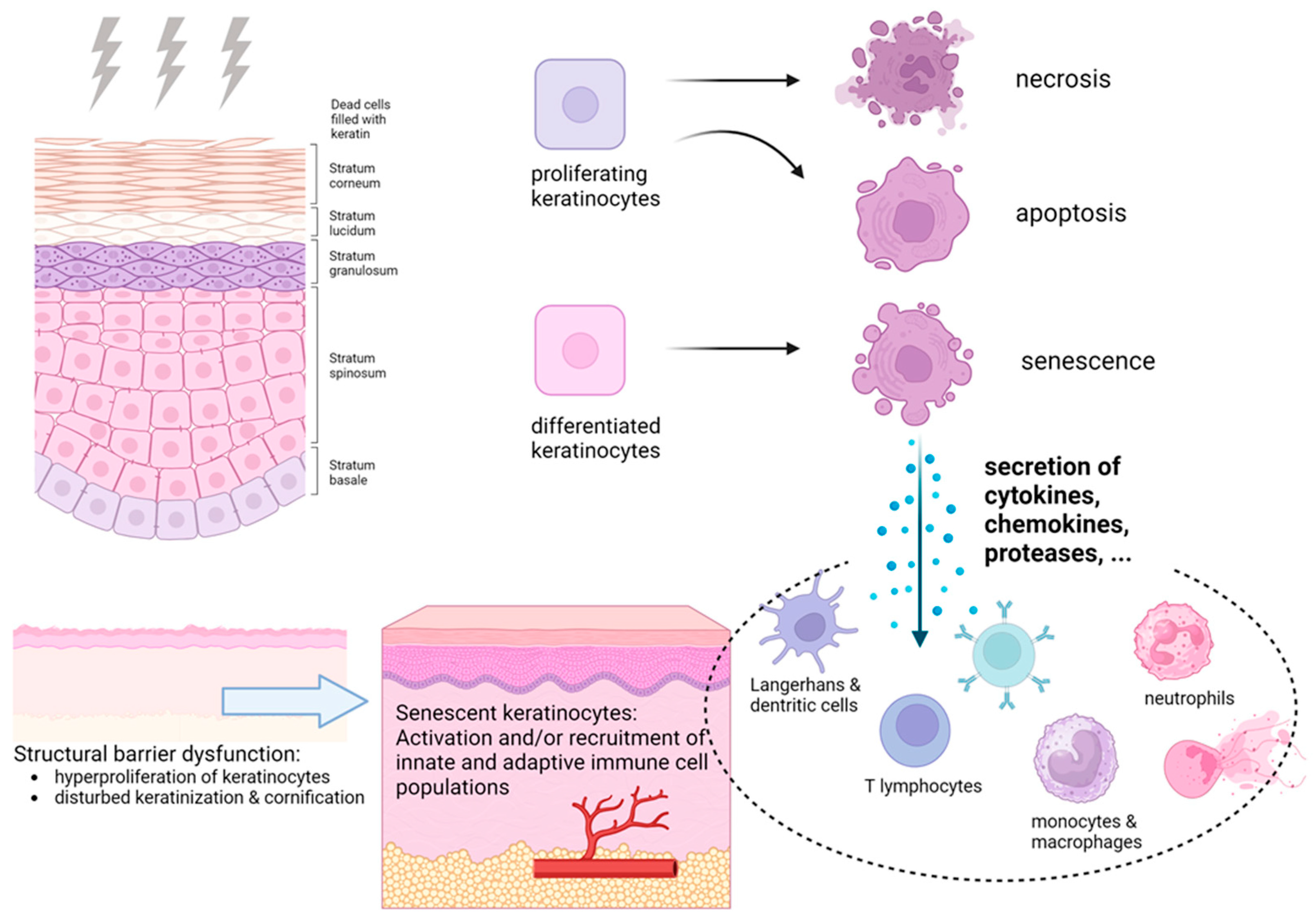 Biomimetics 10 00758 g002
