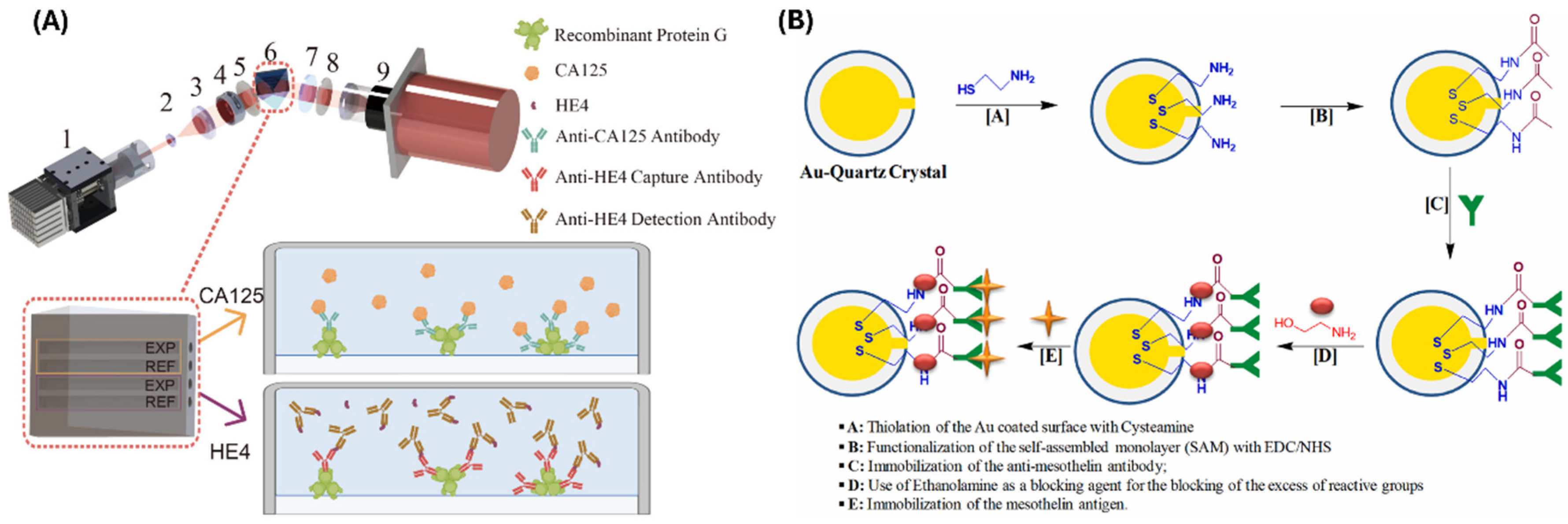 Biomimetics 10 00768 g004