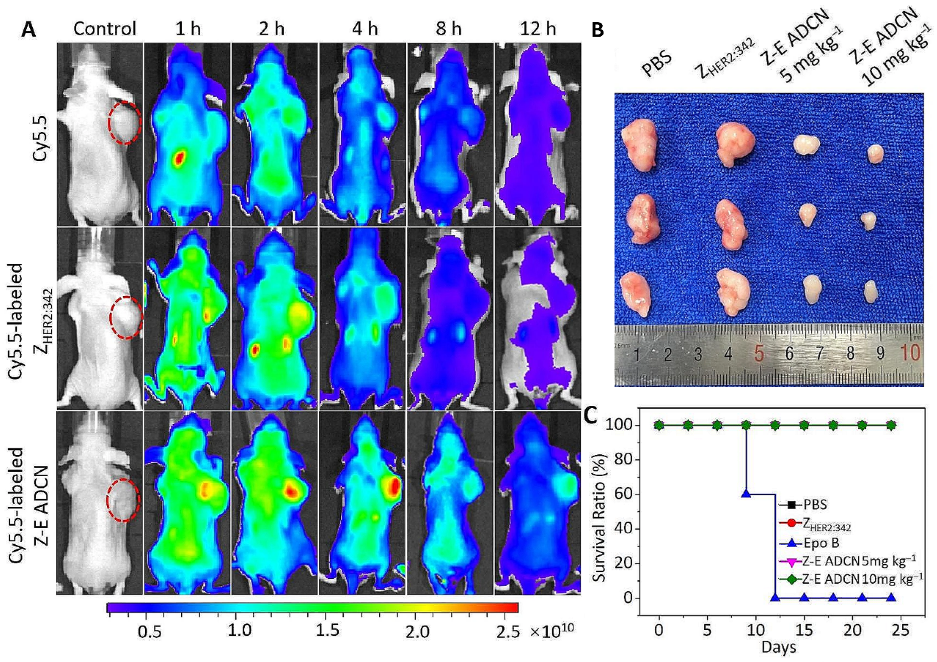 Biomimetics 10 00768 g007