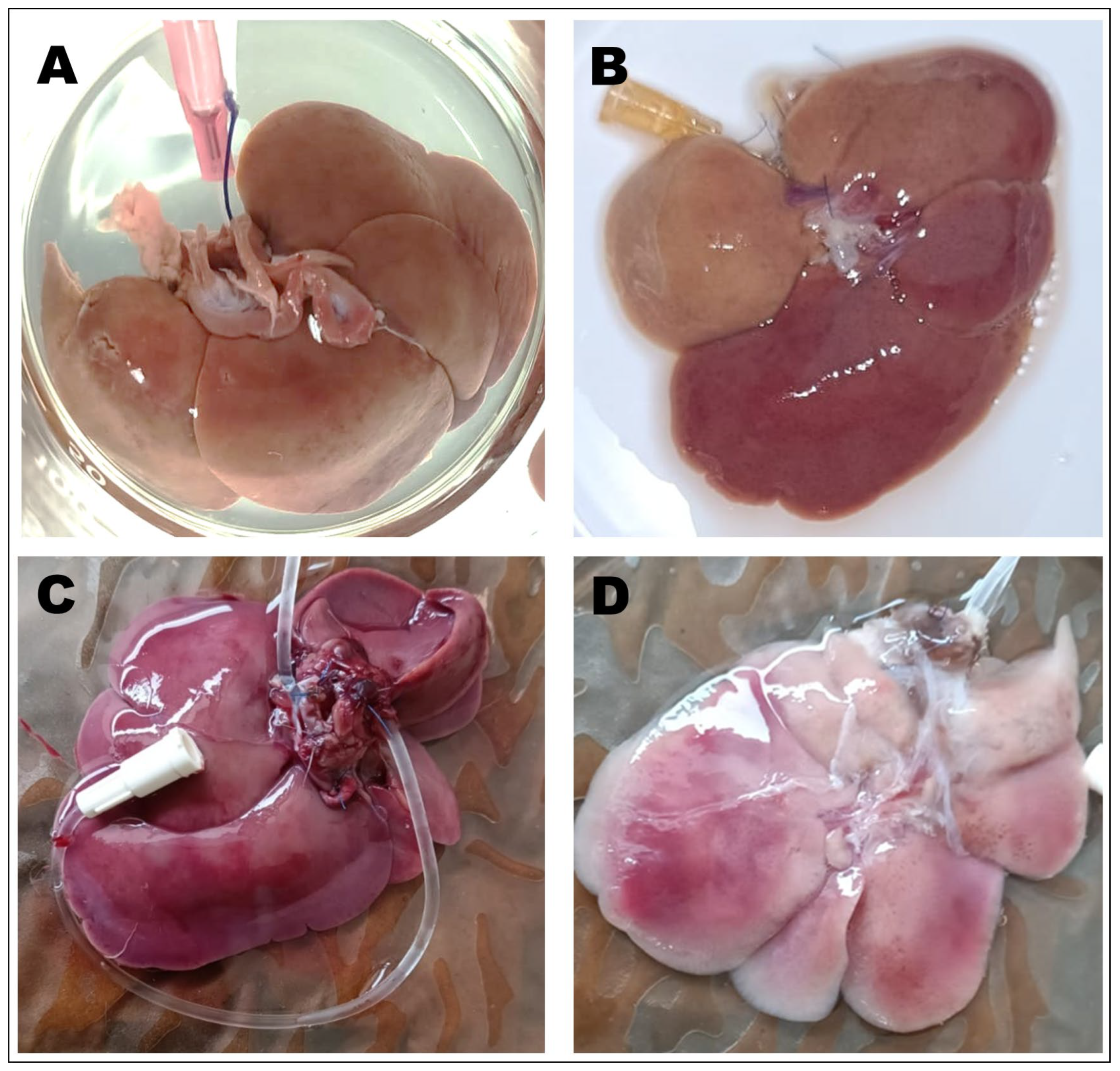 Biomimetics 10 00777 g004 Biomimetics 10 00777 g004