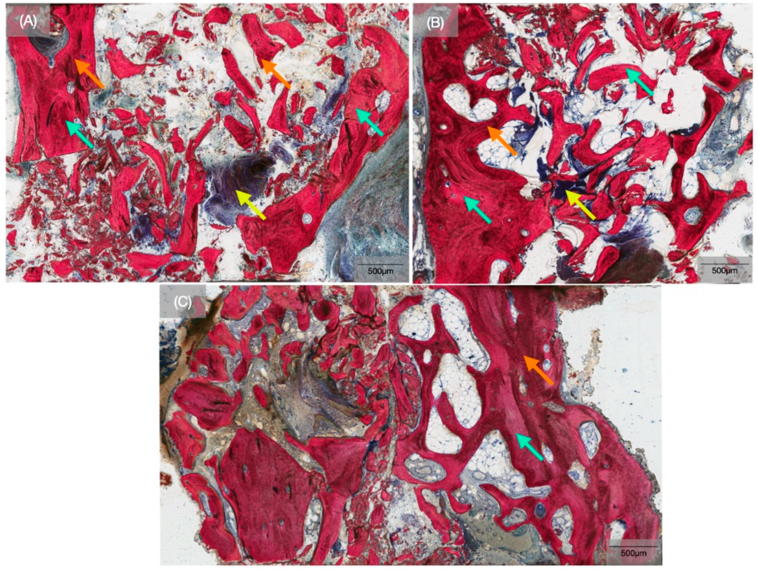 Biomimetics 10 00789 g004