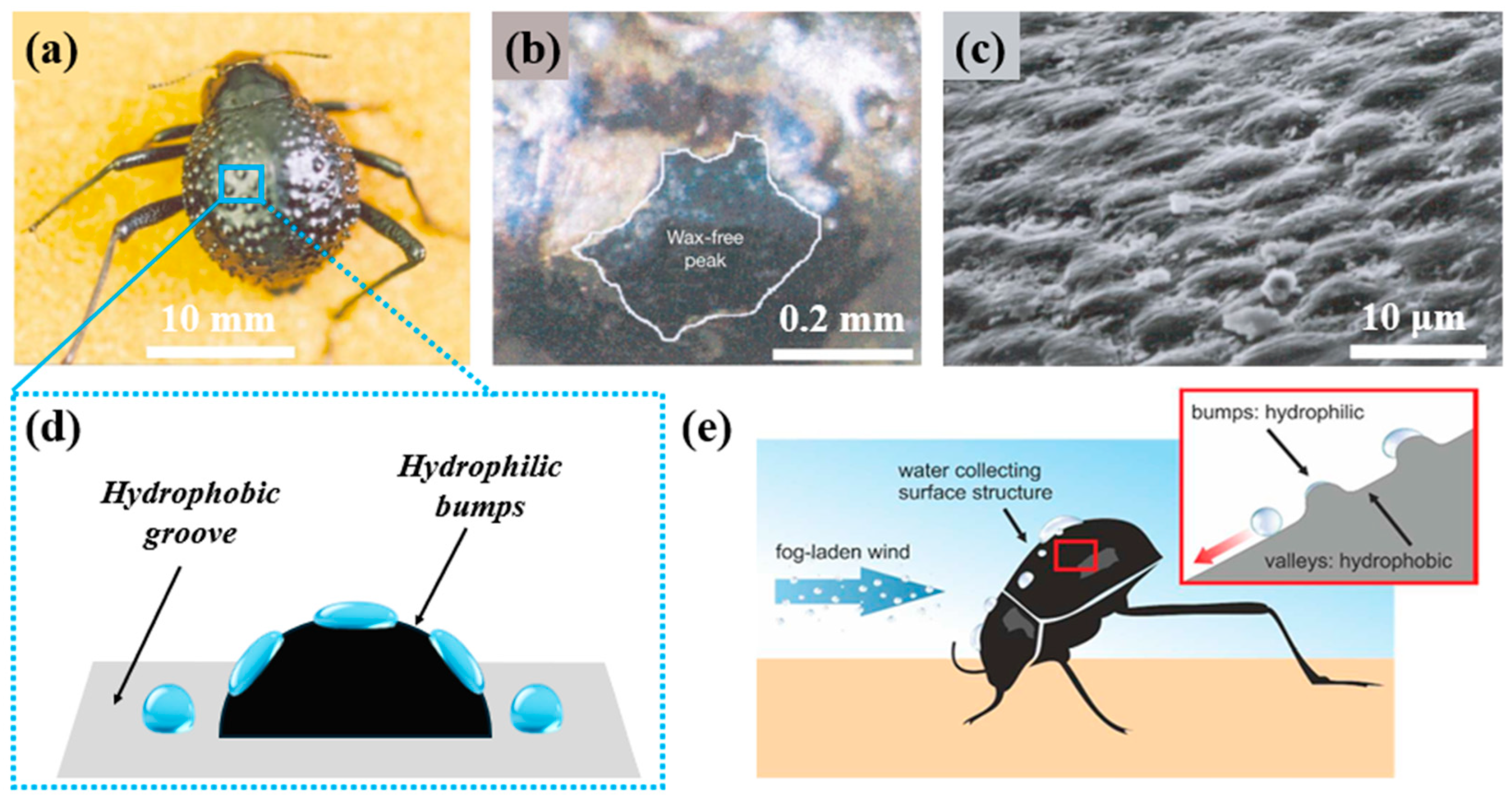 Biomimetics 10 00791 g006