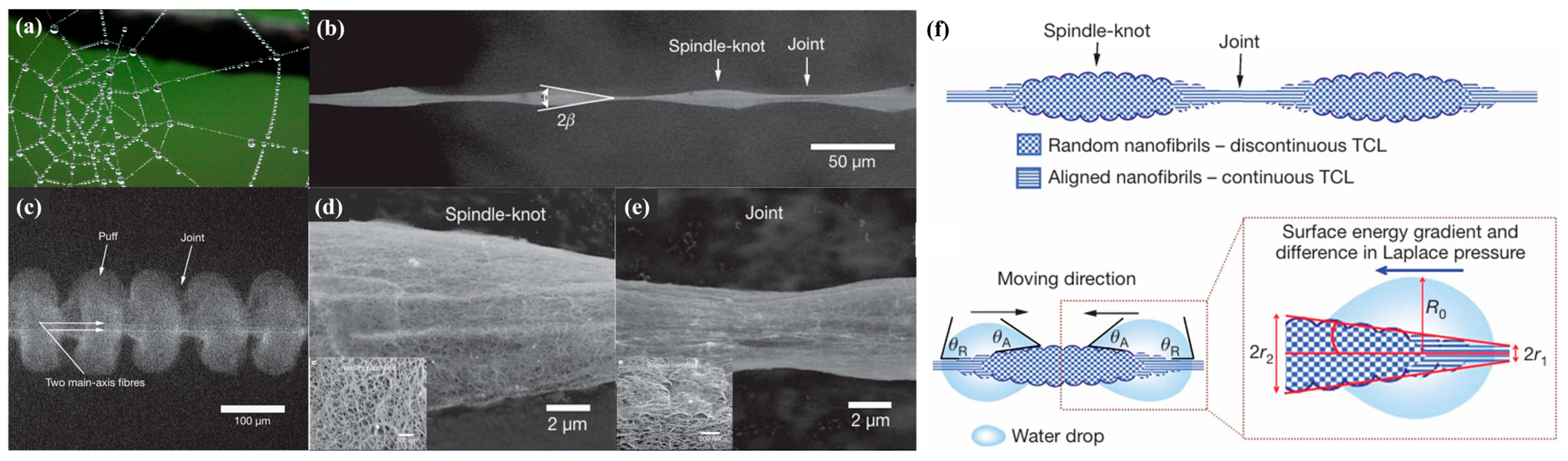 Biomimetics 10 00791 g011