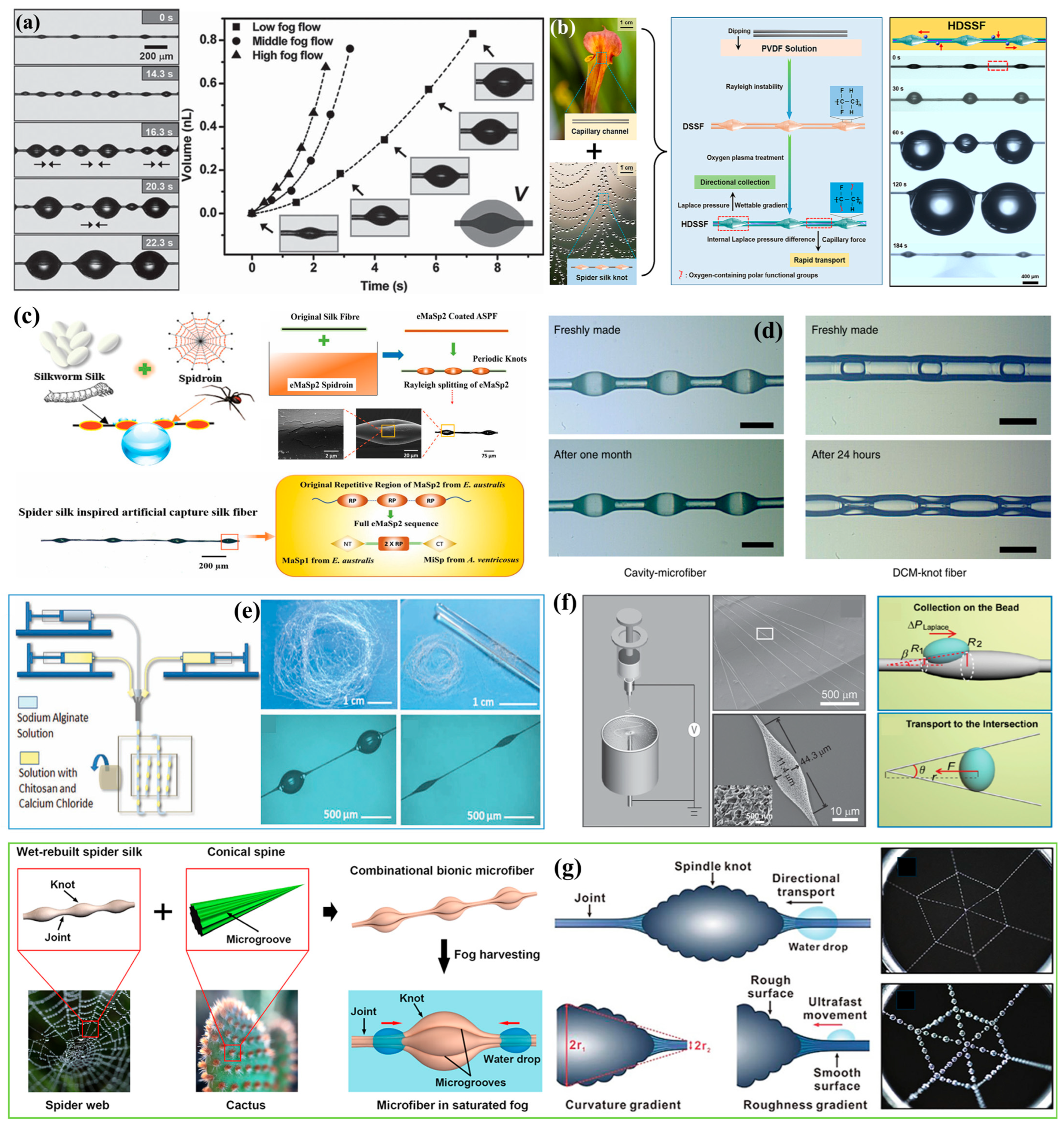 Biomimetics 10 00791 g012