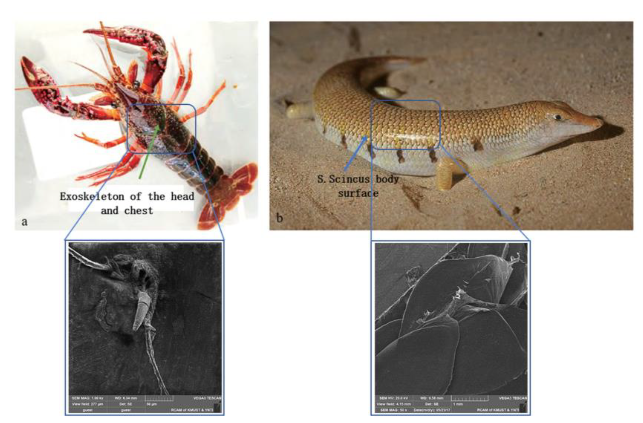 Biomimetics 10 00793 g001