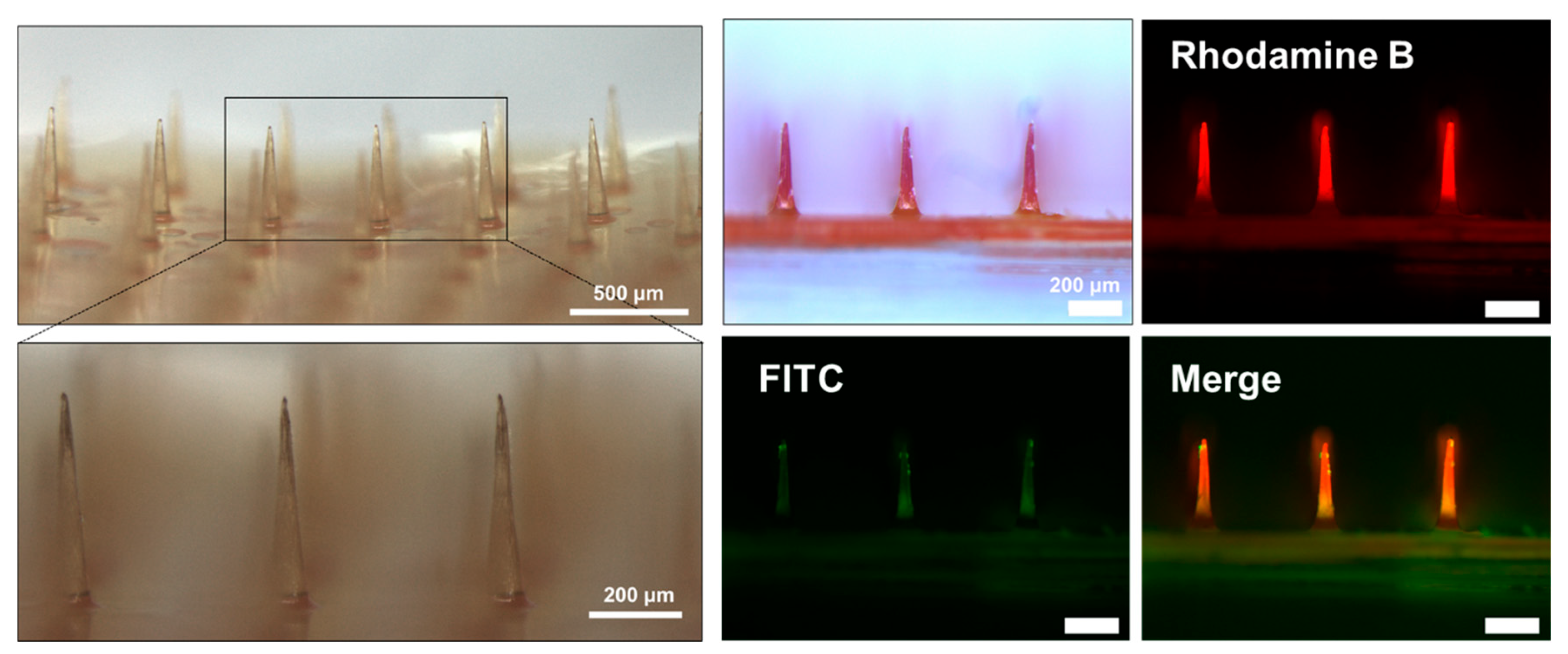 Biomimetics 10 00798 g006